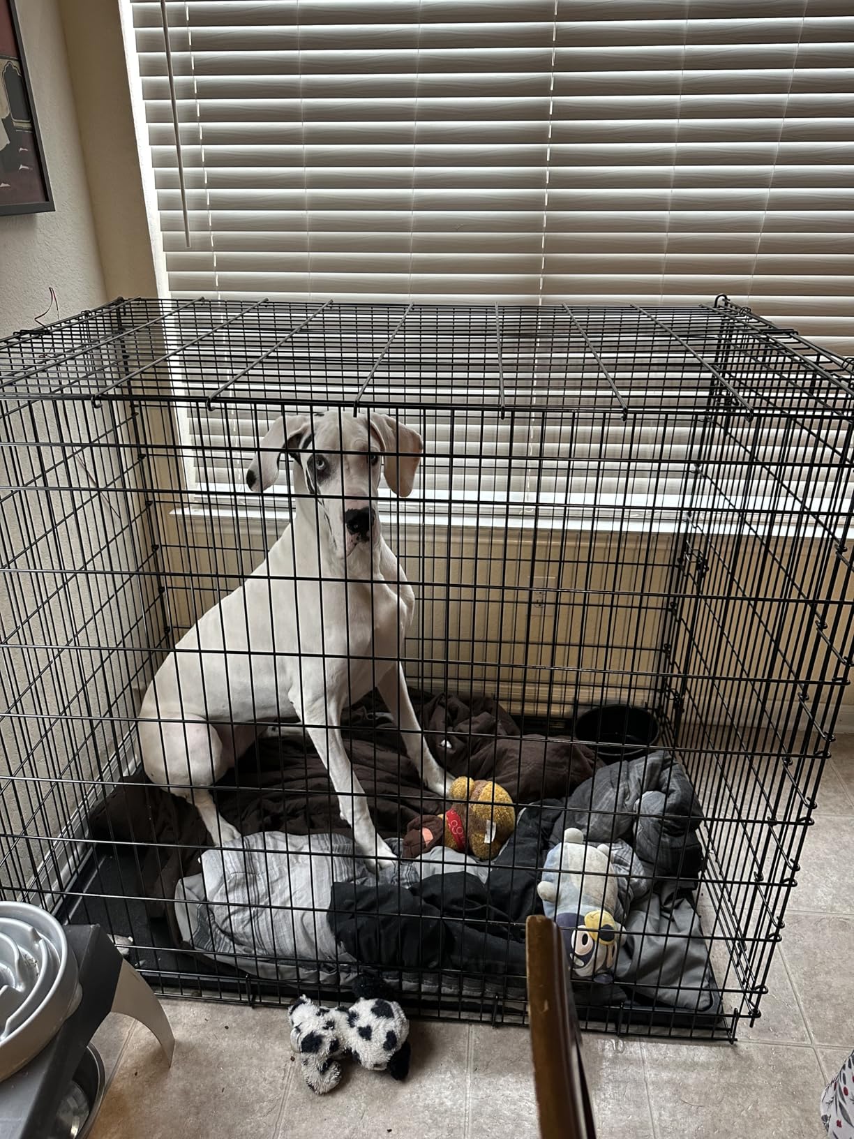 MidWest Homes for Pets 24-Inch iCrate for Small Breeds, 12-20 lbs, Single Door Folding Dog Crate with Divider Panel, Leak-Proof Tray & Secure Latch, Portable, Durable & Easy to Assemble customer photo 1