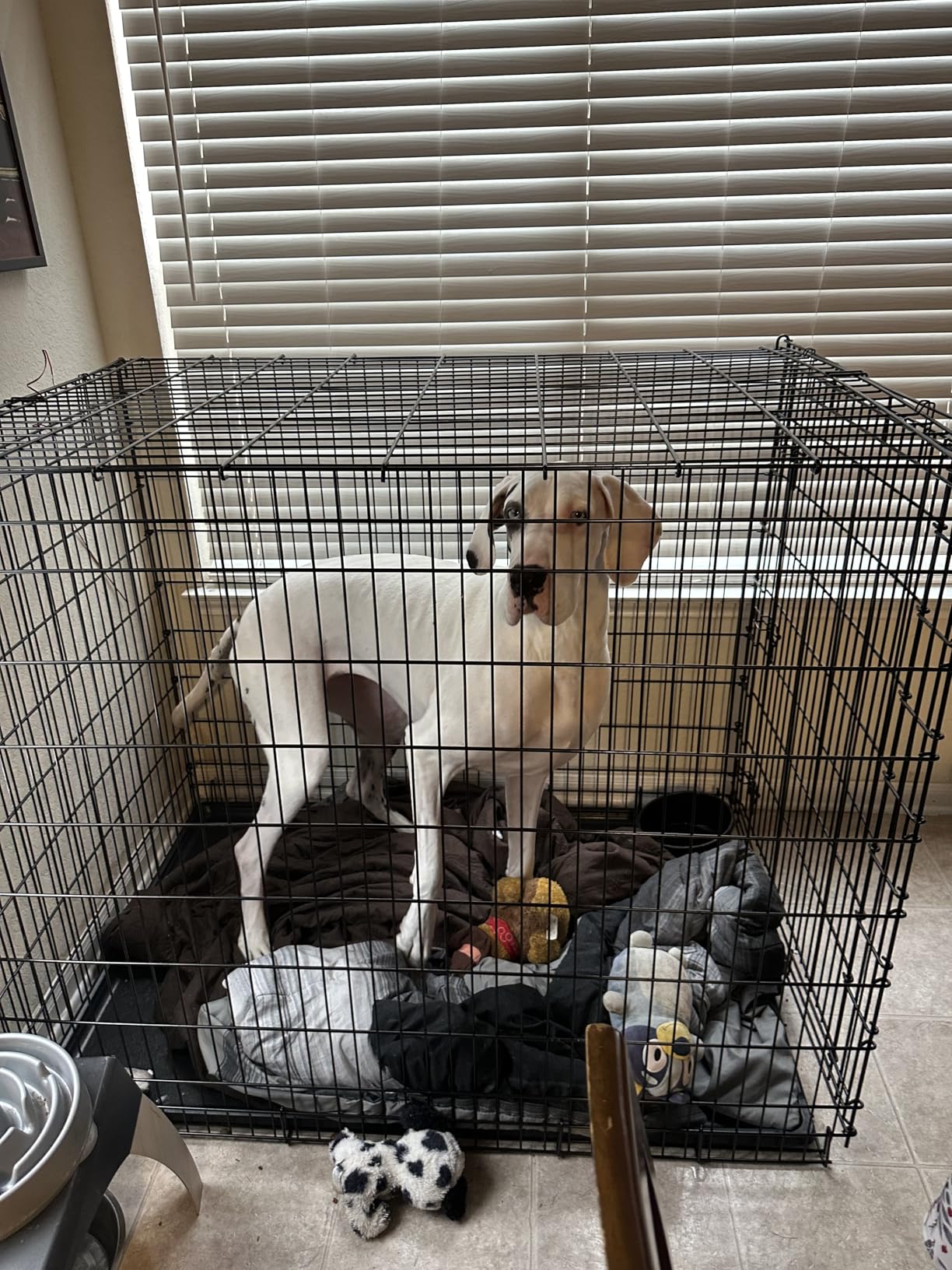 MidWest Homes for Pets 24-Inch iCrate for Small Breeds, 12-20 lbs, Single Door Folding Dog Crate with Divider Panel, Leak-Proof Tray & Secure Latch, Portable, Durable & Easy to Assemble customer photo 2