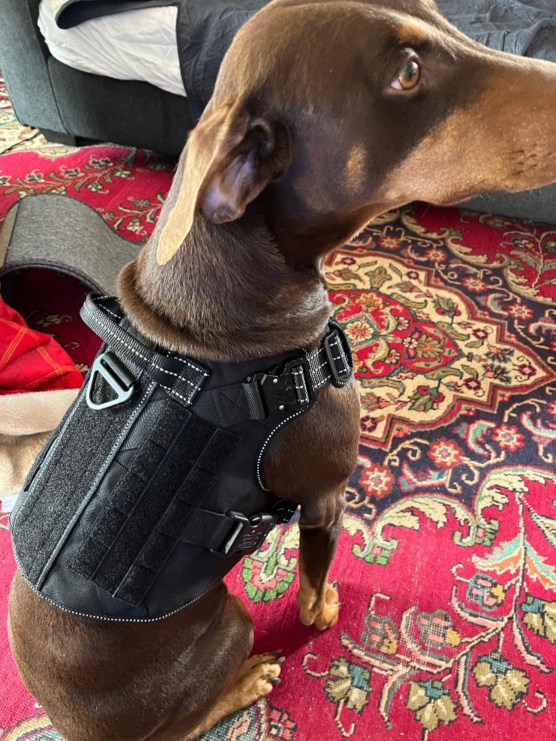 ICEFANG Tactical Dog Harness, Large Size,2X Metal Buckle,Working Dog MOLLE Vest with Handle,No Pulling Front Leash Clip,Hook and Loop Panel (Brown,L (Pack of 1)) customer photo 2