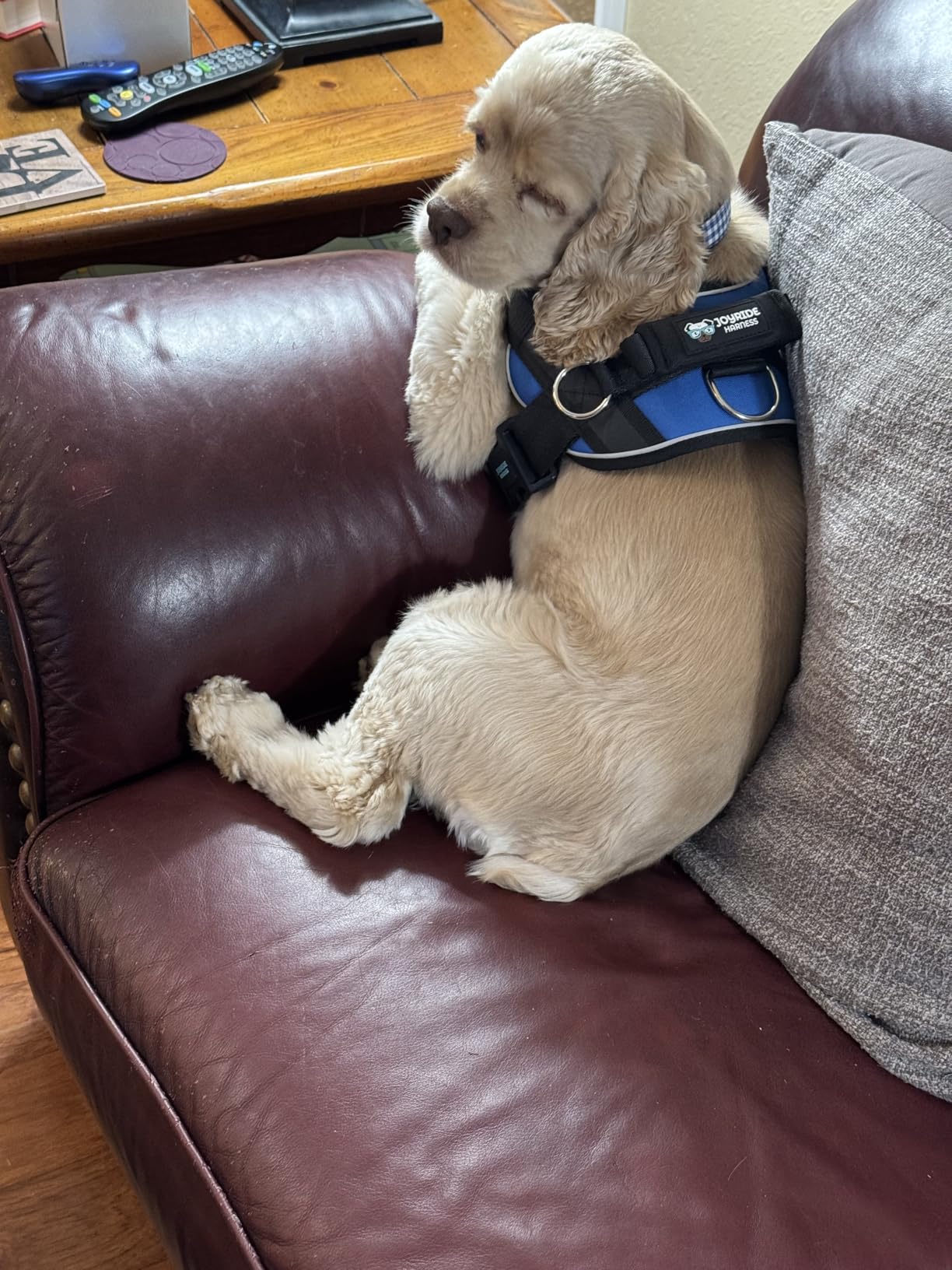 Joyride Harness 2.0 - The Original Side Ring No Pull Dog Harness - No Choke, Escape Proof, Reflective, 3 Leash Clips, Quick Fit Pet Vest - Easy Walks & Training - for Small, Medium & Large Dogs customer photo 1