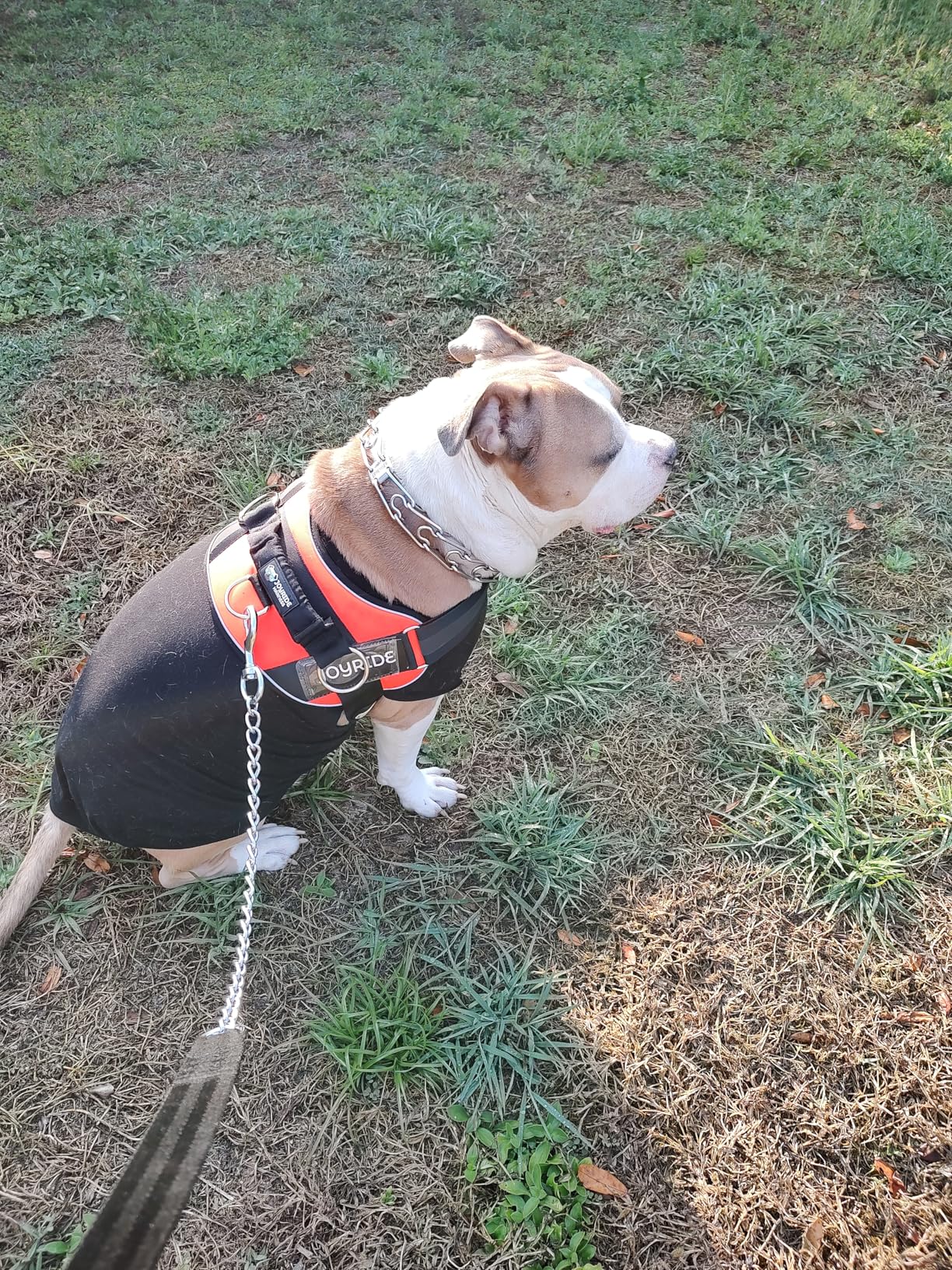 Joyride Harness 2.0 - The Original Side Ring No Pull Dog Harness - No Choke, Escape Proof, Reflective, 3 Leash Clips, Quick Fit Pet Vest - Easy Walks & Training - for Small, Medium & Large Dogs customer photo 2