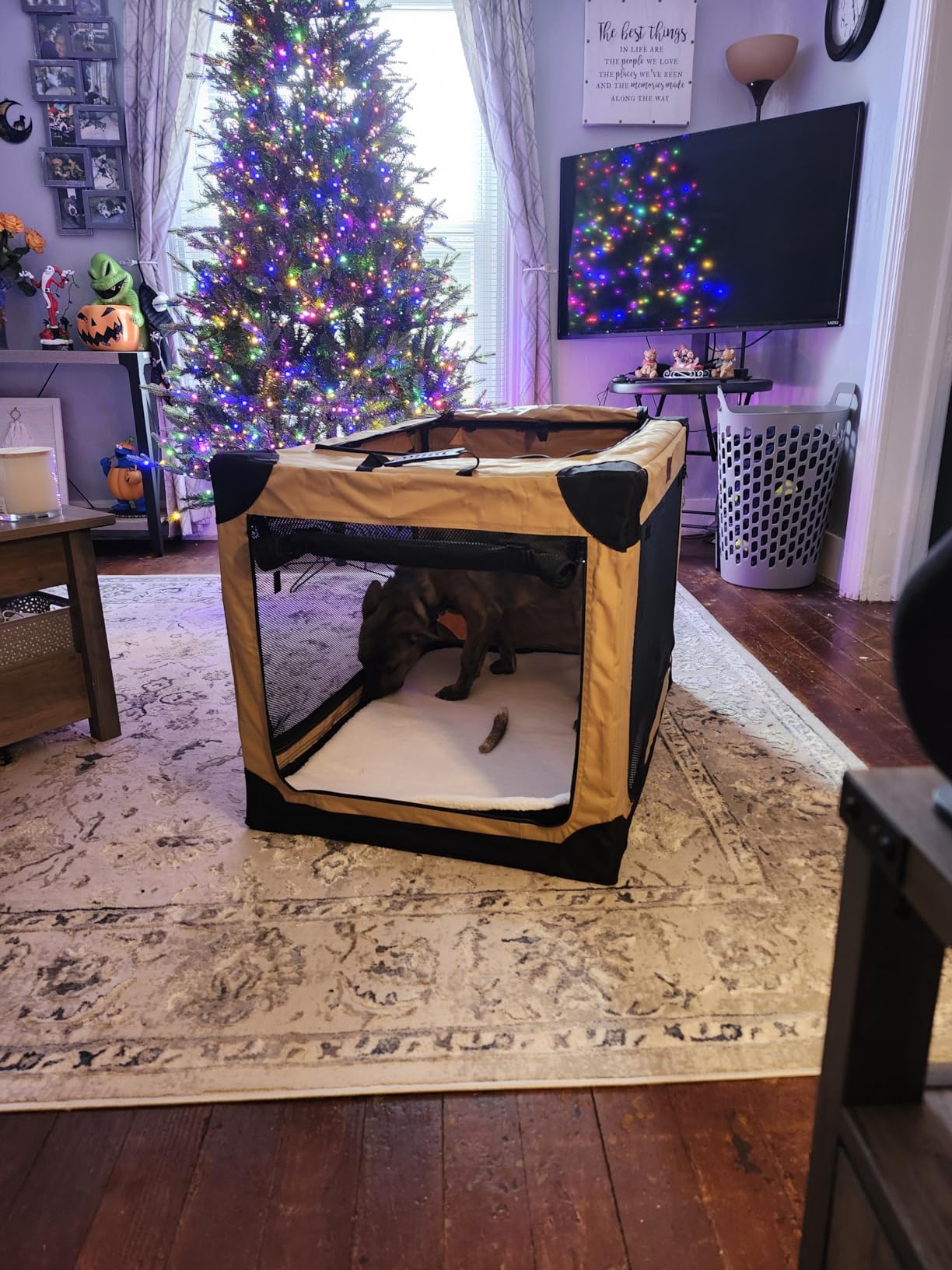 36 Inch Collapsible Soft Dog Crate for Large Dogs, 4-Door Foldable Travel Dog Kennel with Durable Mesh Windows for Indoor & Outdoor Portable Pet Crate, Soft Side Dog Crate, Beige customer photo 2