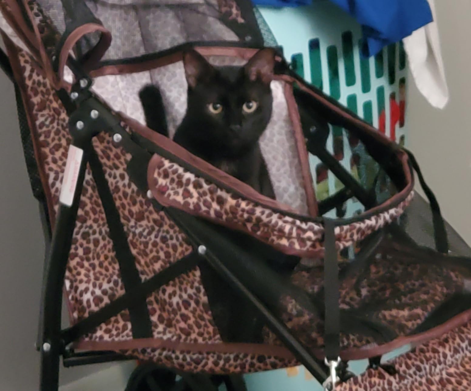 MoNiBloom 4 Wheels Pet Stroller, Easy-Fold Puppy Cage Jogger Stroller with Sun Cover, Pad and Rear Storage Bag, Breathable and Visible Mesh for Small/Medium Pets up to 22 lbs, Navy Blue customer photo 2