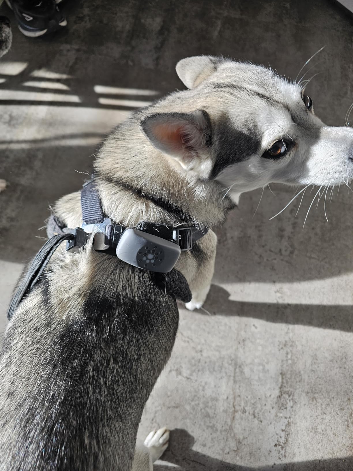 Petivity Smart GPS and Activity Pet Tracker for Dogs Powered by Purina, Waterproof Real Time Tracking GPS Dog Collar, Downloadable App, Subscription Required customer photo 1