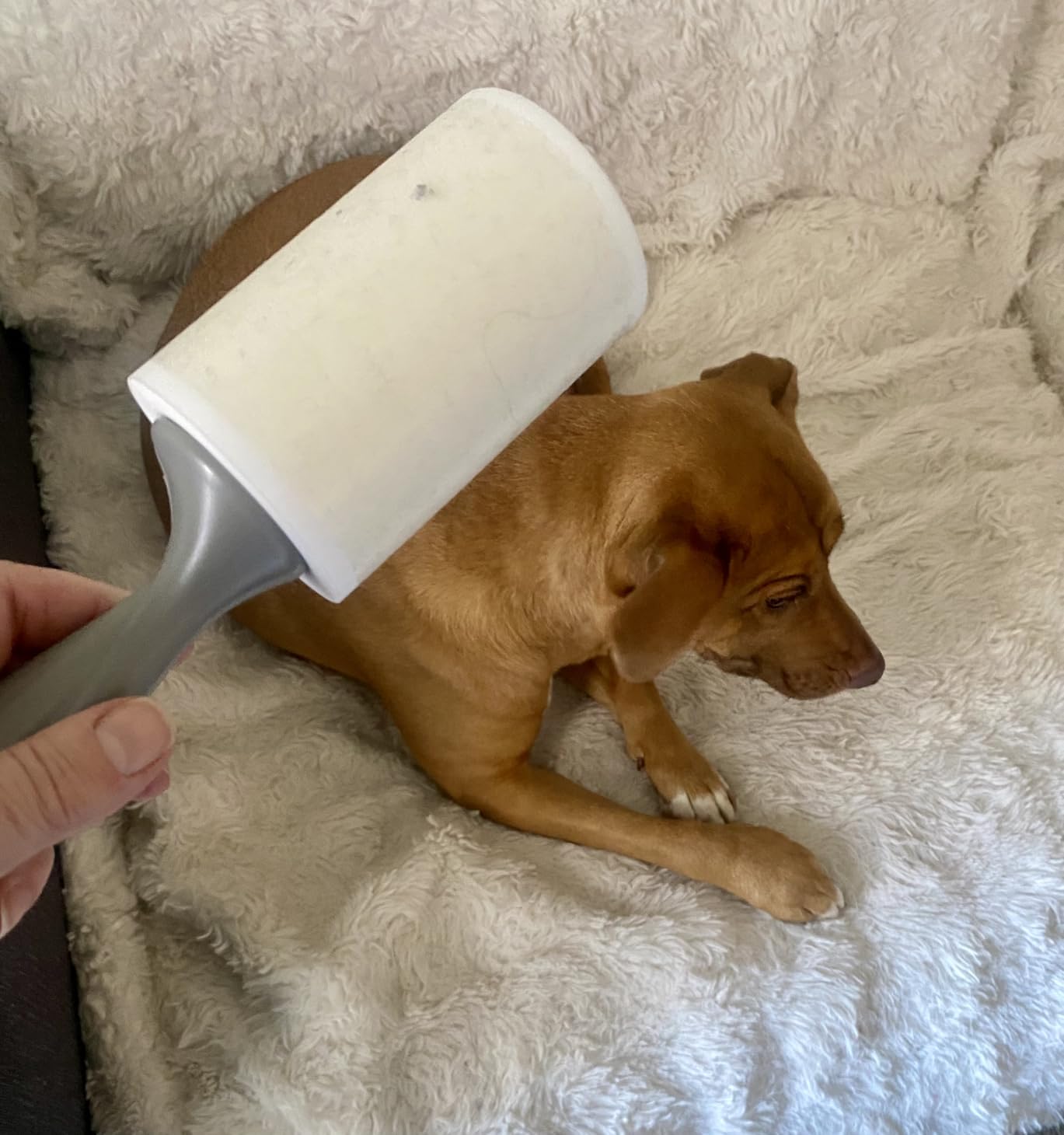 Scotch-Brite Pet Hair Pickup Extra Sticky Lint Roller, Used for Removing Fur on Couches, Clothes, and More, 95 Sheets customer photo 2