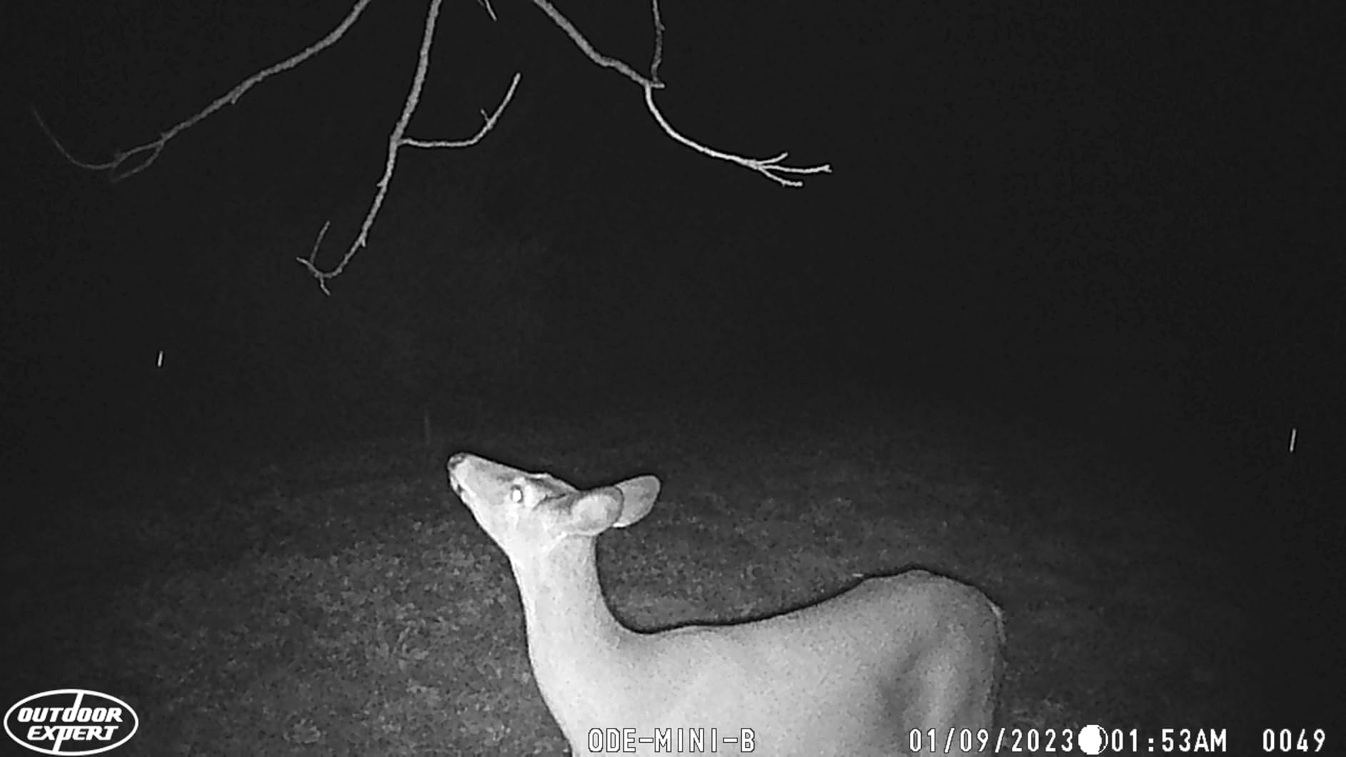 20MP MINI Trail Camera,1080P Hunting Trail Camera with No Glow 940nm Night Vision Motion Activated IP66 Waterproof,80ft Illumination Range Hunting Game Cam for Wildlife Monitoring customer photo 1