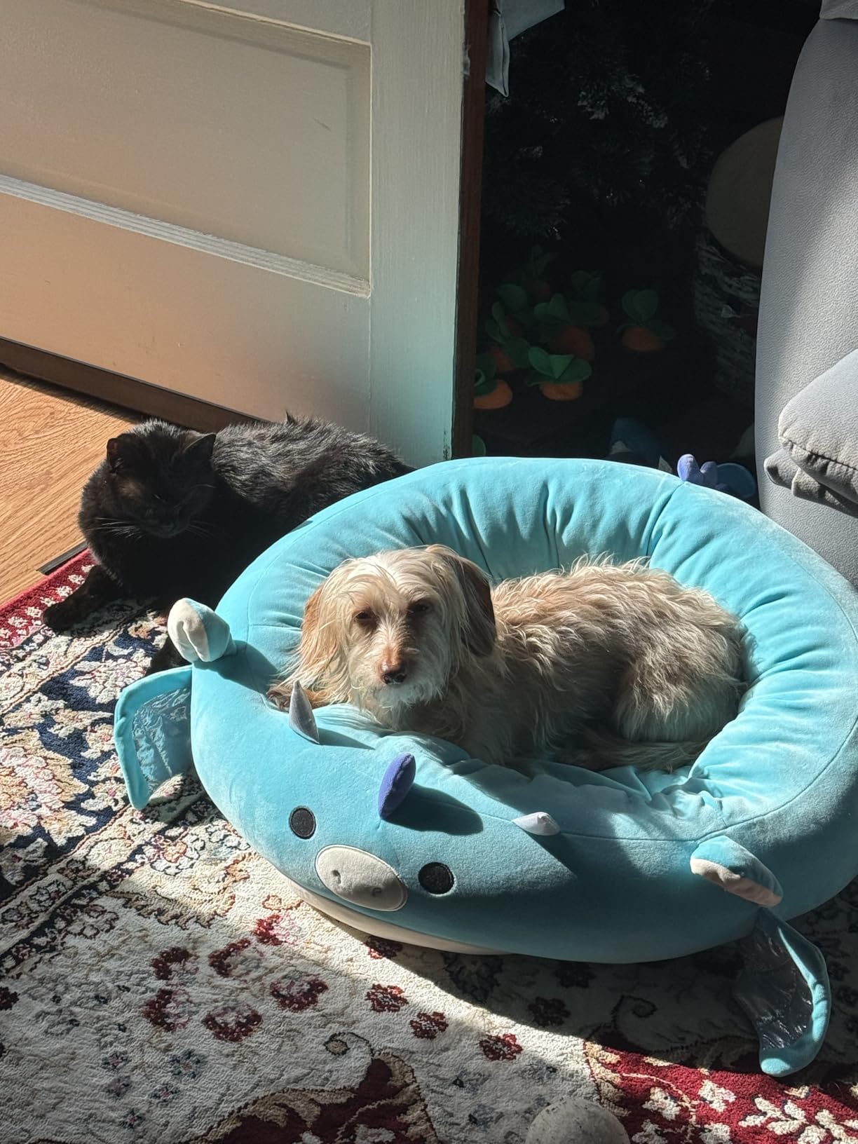 Squishmallows Original 30-Inch Tatiana The Dragon Pet Bed - Large -Sized Ultrasoft Official Plush Pet Bed for Dogs and Cats customer photo 1