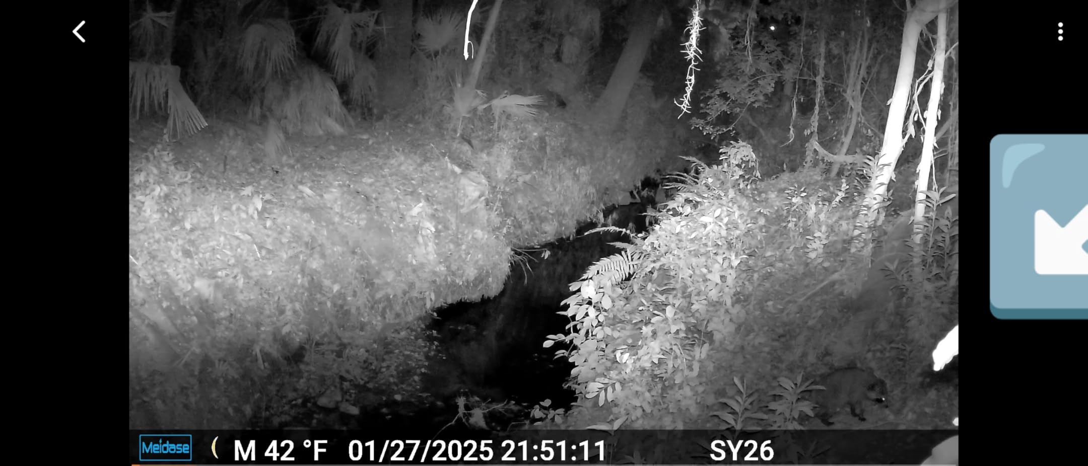 P300 Pro (Non-Cellular) WiFi Trail Camera 2025 New, Dual-Antenna 165ft Range, 7800mAh Battery, 64MP Photos, 1296p HD Video, 0.1s Trigger, 100ft No Glow Night Vision, App Control customer photo 1