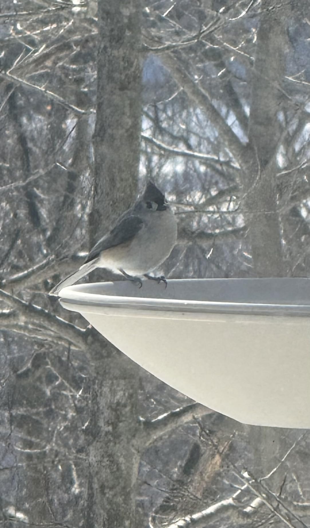 API Heated Birdbath | Heated Bird Bath for Outdoors with Mounting Hardware customer photo 1