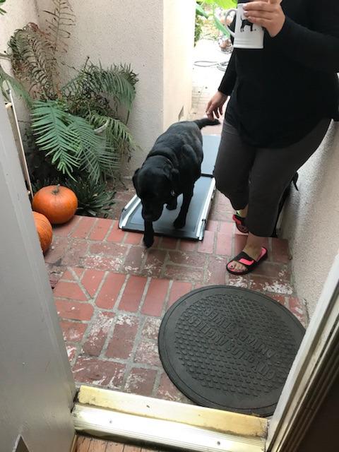 PetSafe Happy Ride Compact Telescoping Dog Ramp - Portable Pet Ramp for Cars, Trucks & SUVs with Adjustable Sizing - Non-Slip Design - Lightweight Pet Mobility Assistance customer photo 1