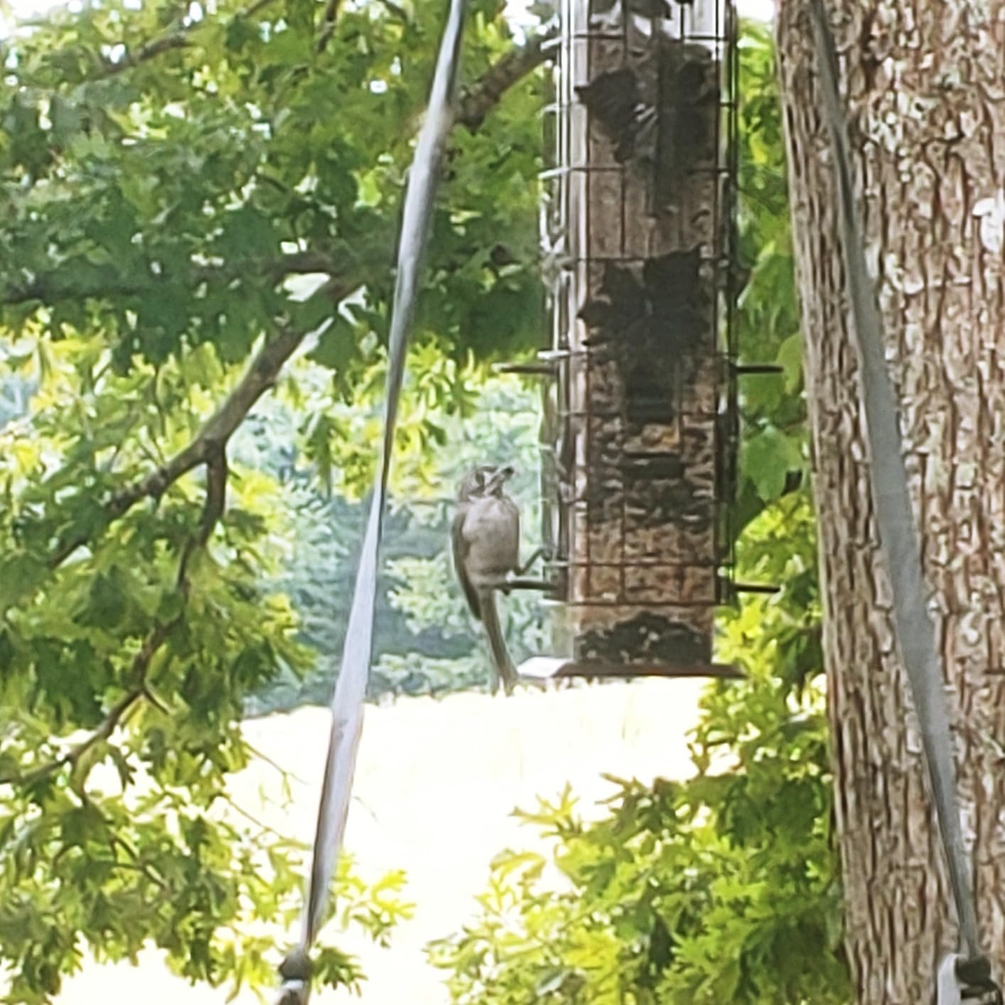 Perky-Pet 336-1SR Squirrel-Be-Gone Squirrel Proof Bird Feeder, 2LB, Outdoor Wild Bird Feeder with Weight-Activated Perches customer photo 1