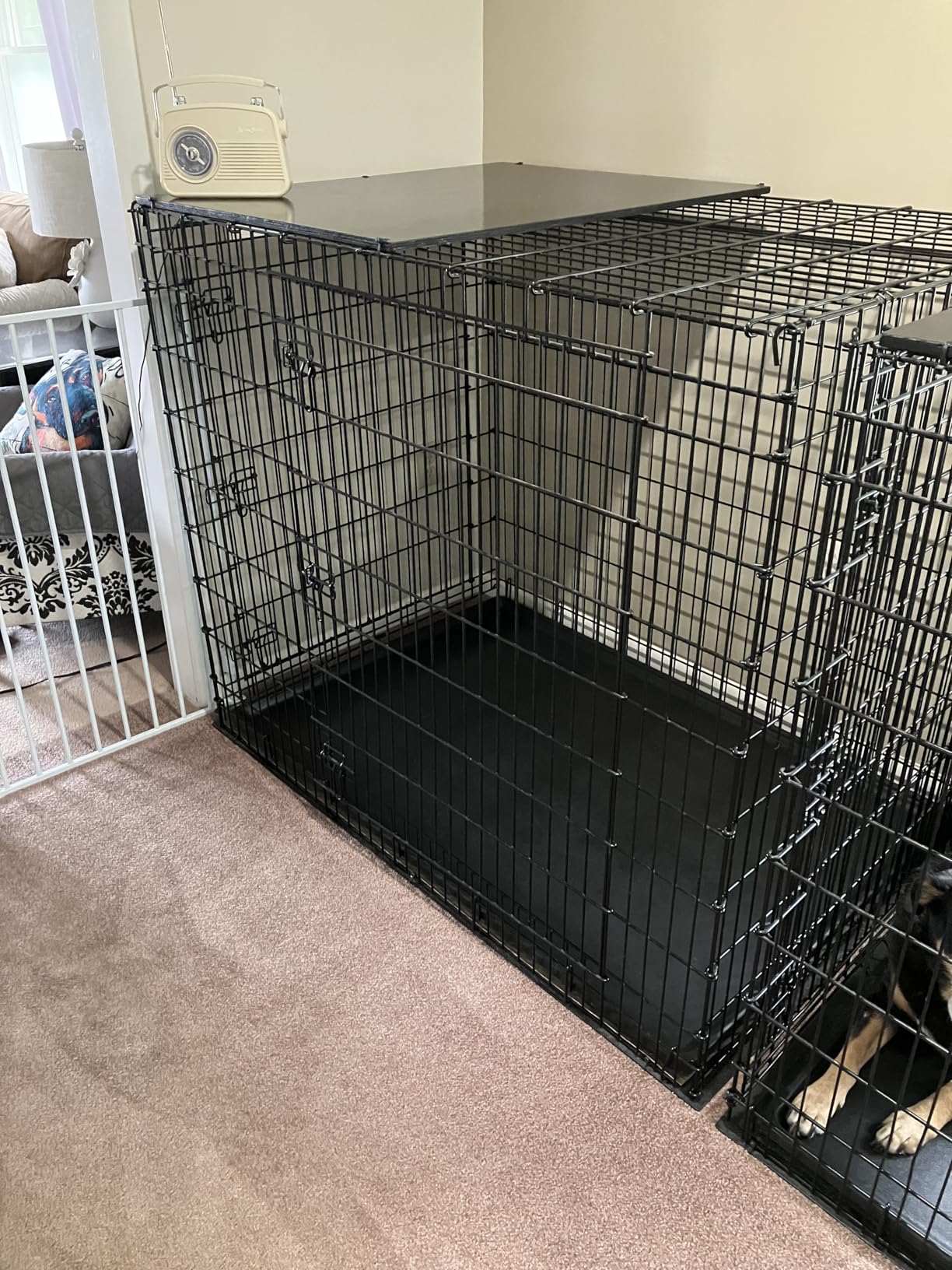 MidWest Homes for Pets Solutions Series XXL Double Door 54-Inch Dog Crate for the Largest Breeds, Sturdy Drop Pin Assembly, Black E-Coated, SL54DD customer photo 1