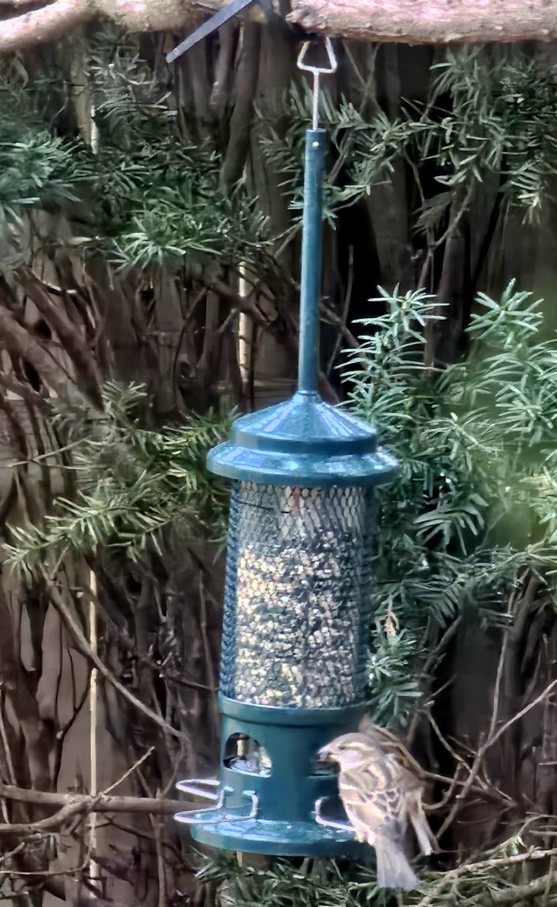 Squirrel Buster Standard Squirrel-proof Bird Feeder w/4 Metal Perches, 1.3-pound Seed Capacity, garden green customer photo 2