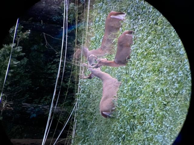 Vortex Optics Razor HD Spotting Scope customer photo 1