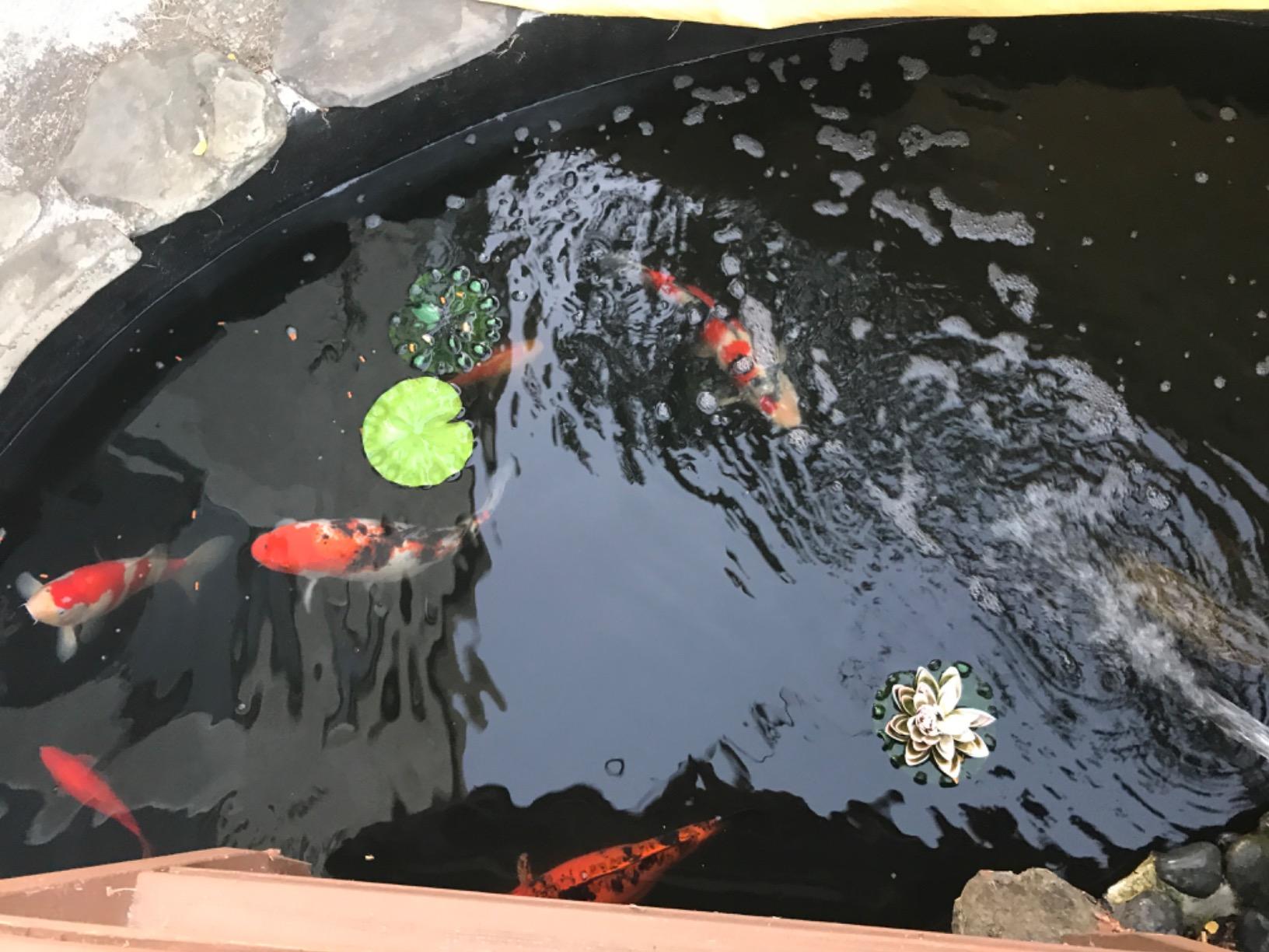 Aquascape UltraKlear 2500 UV Pond Clarifier - 28W UV Light for Clear Water & Algae Control customer photo 1