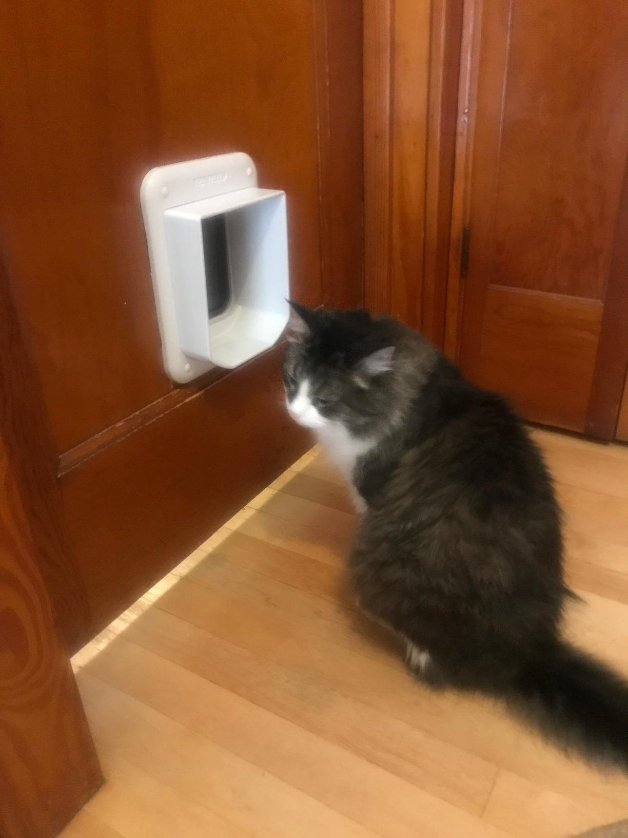 Cat Mate Microchip Activated Cat Flap, For Cats and Small Dogs customer photo 1