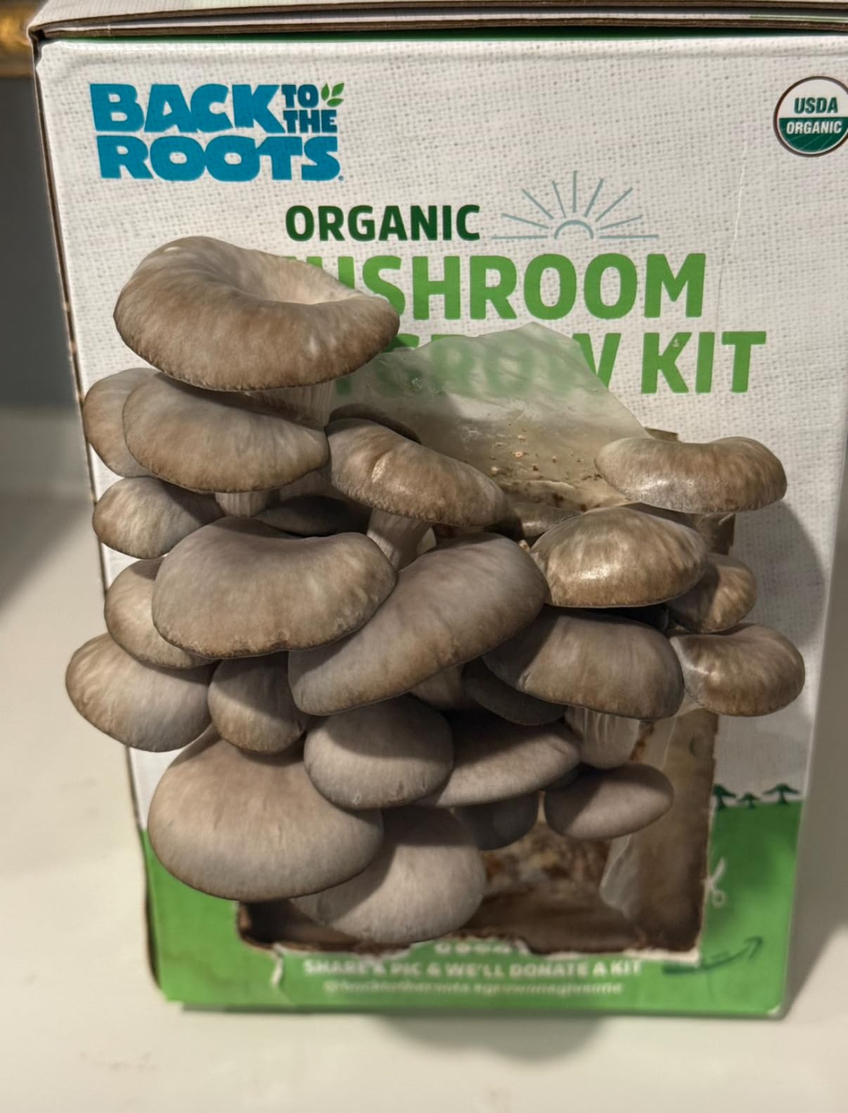Back to the Roots Organic Mini Mushroom Grow Kit, Harvest Gourmet Oyster Mushrooms In 10 days, Top Gardening Gift, Holiday Gift, & Unique Gift customer photo 2