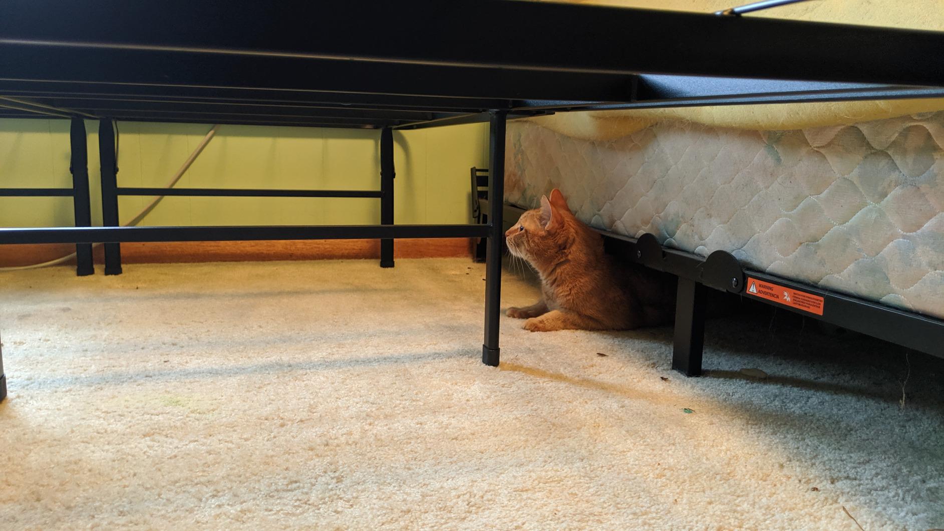 Zinus Premium SmartBase 4 Extra Inches high for Under-bed Storage/Mattress Foundation/Platform Bed Frame/Box Spring Replacement/Quiet Noise-Free, Queen, Black (OLB-SB13-18Q) customer photo 2