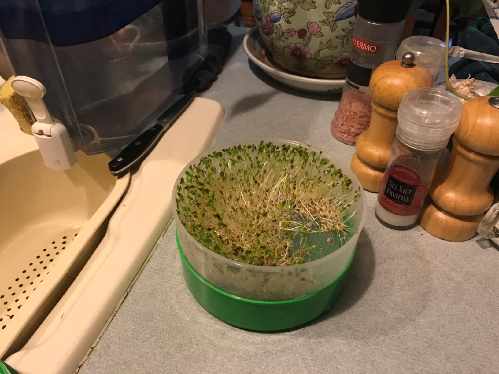 KITCHEN CROP Deluxe Seed Sprouter with 4 Growing Trays and 1 Seed Packet (Alfalfa Seeds) - Easily Grow Sprouts Indoors customer photo 2