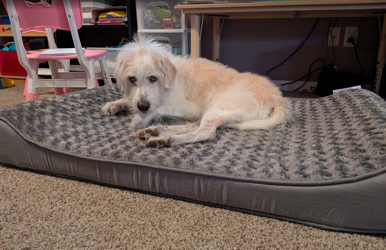 FurHaven Orthopedic Dog Bed for Large Dogs, Luxe Lounger Contour Mattress with Solid Orthopedic Foam Slab for Joint Support, Removable Washable Cover, Jumbo XL, Plush Suede, Cream customer photo 2