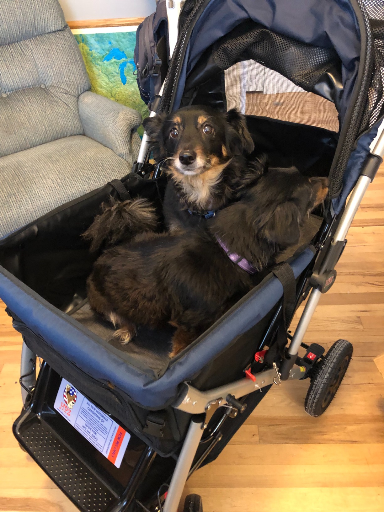 HPZ Pet Rover Premium Heavy Duty Dog/Cat/Pet Stroller Travel Carriage With Convertible Compartment/Zipperless Entry/Reversible Handle/Pump-Free Rubber Tires for Small, Medium, Large Pets-Midnight Blue customer photo 1