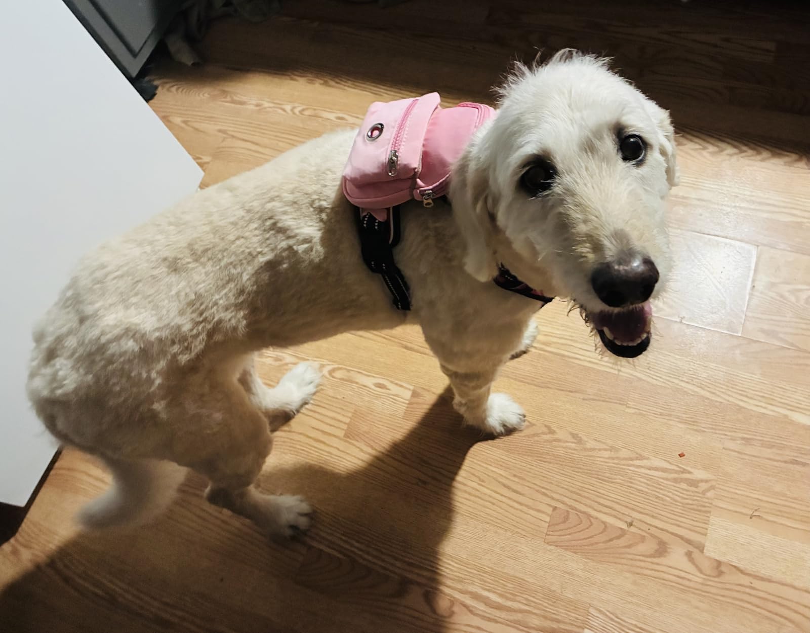 BARKBAY Dog Harness No Pull for Large Dogs - Adjustable, Reflective, Comfortable, No Choke, Heavy-Duty - Perfect for Outdoor Training, Walking, and Hiking - Strong & Durable - L & Blue customer photo 1