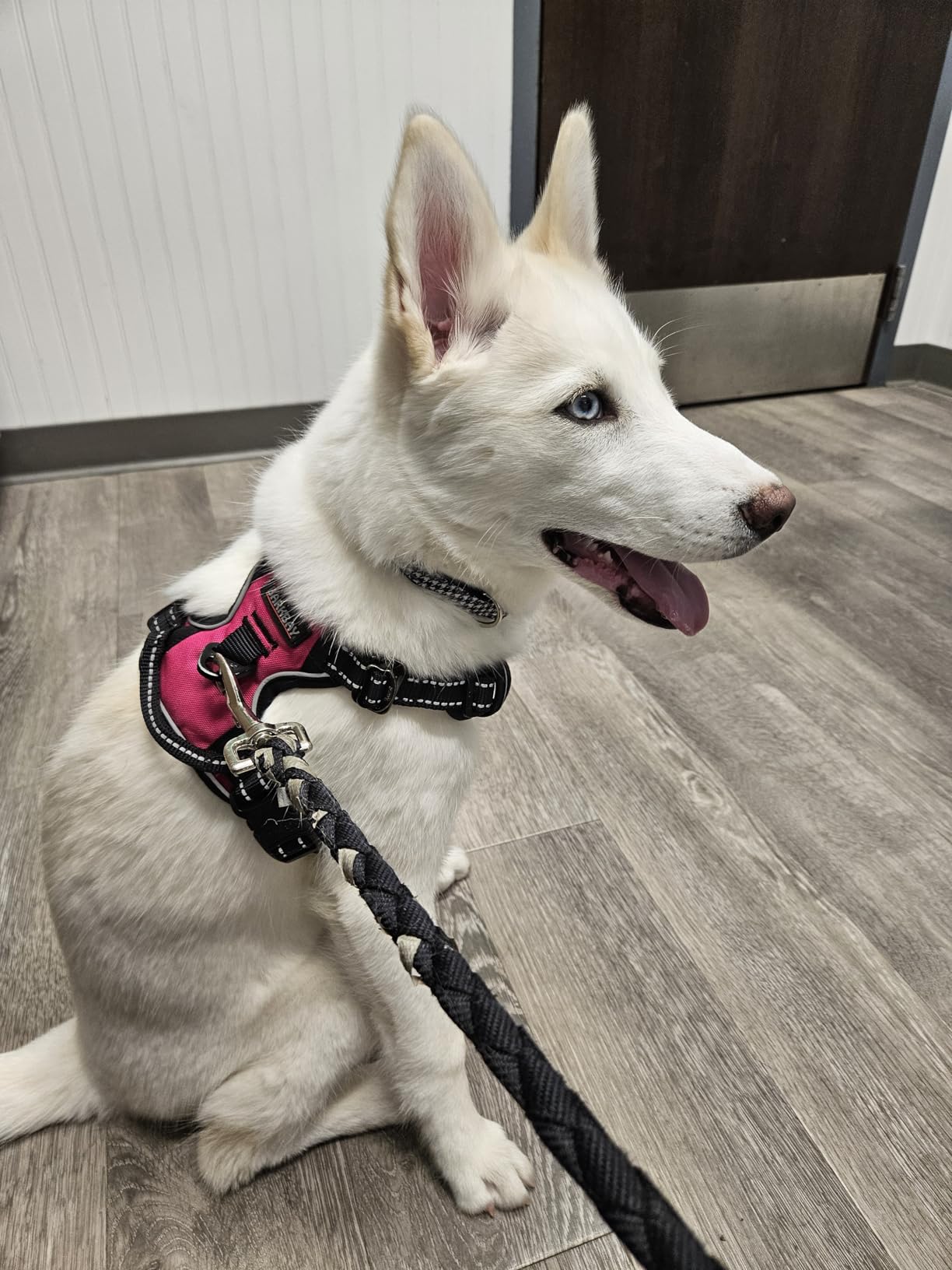 BARKBAY Dog Harness No Pull for Large Dogs - Adjustable, Reflective, Comfortable, No Choke, Heavy-Duty - Perfect for Outdoor Training, Walking, and Hiking - Strong & Durable - L & Blue customer photo 2