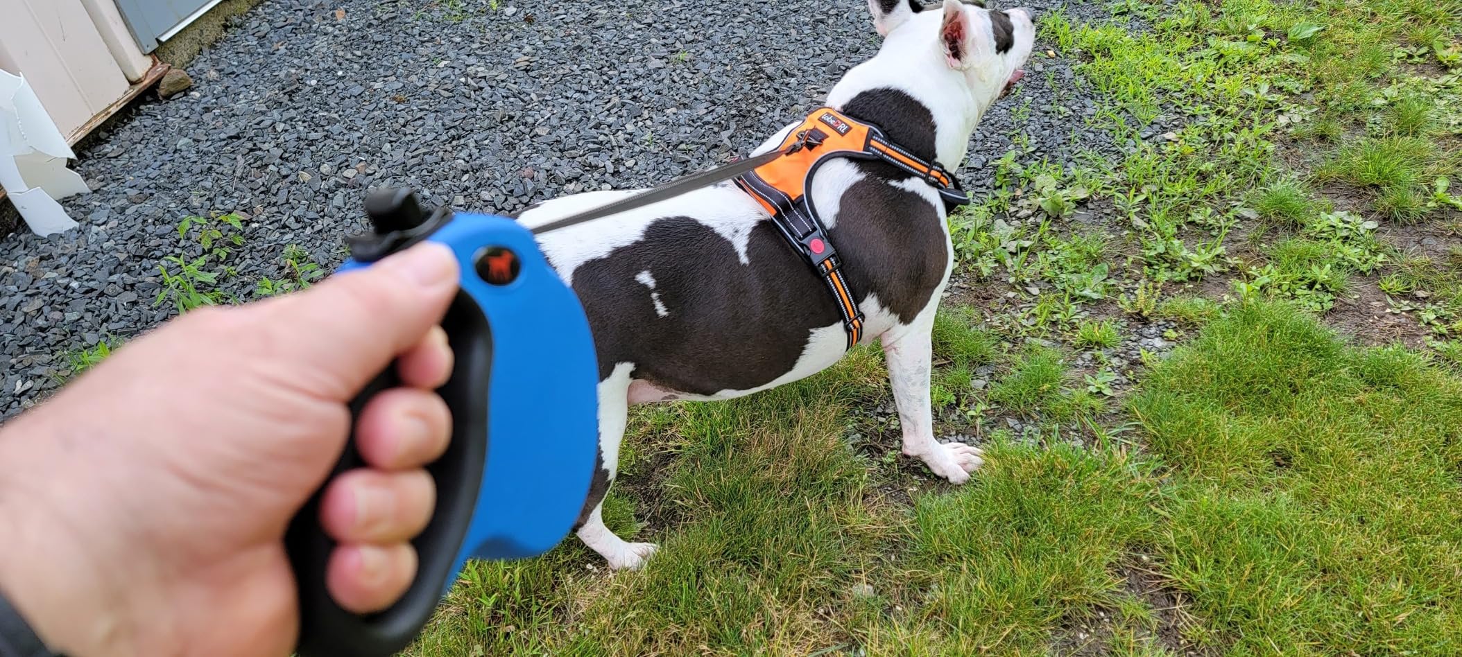 Tuff Pupper Heavy Duty Retractable Dog Leash | 16 ft Dog Leash with Reflective Stitching for Nighttime Safety | One Button Lock and Release | Comfortable Hand Grip | for Dogs Up to 120 lbs customer photo 2