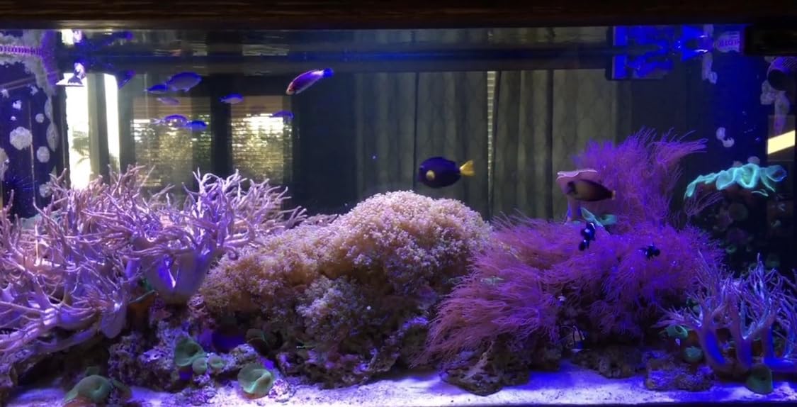 ARKNOAH LED Aquarium Light 165W, Full Spectrum Fish Tank Light Dimmable Brightness for Freshwater and Saltwater Aquariums, Energy-Efficient Coral & Plant Growth customer photo 1