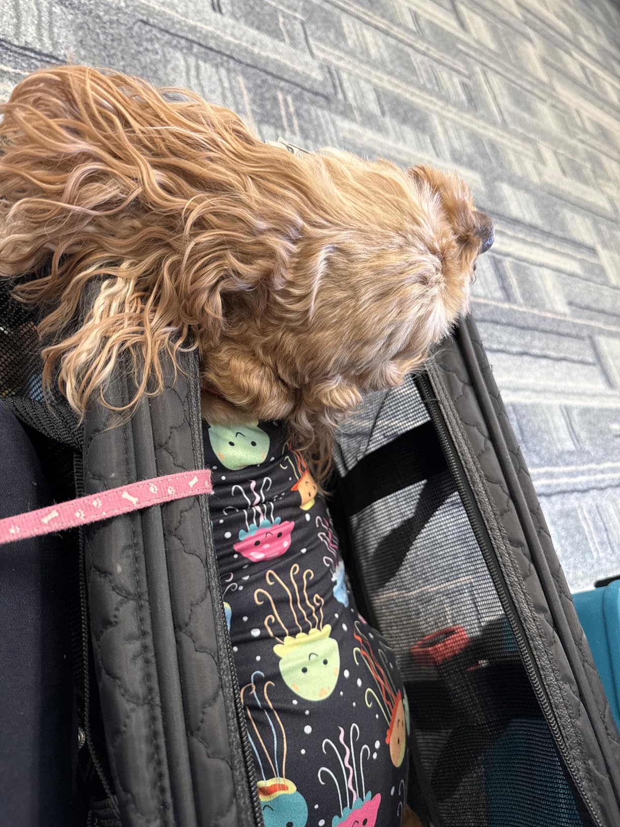 Sherpa Original Deluxe Travel Pet Carrier, Airline Approved & Guaranteed On Board - Charcoal Gray, Medium customer photo 1