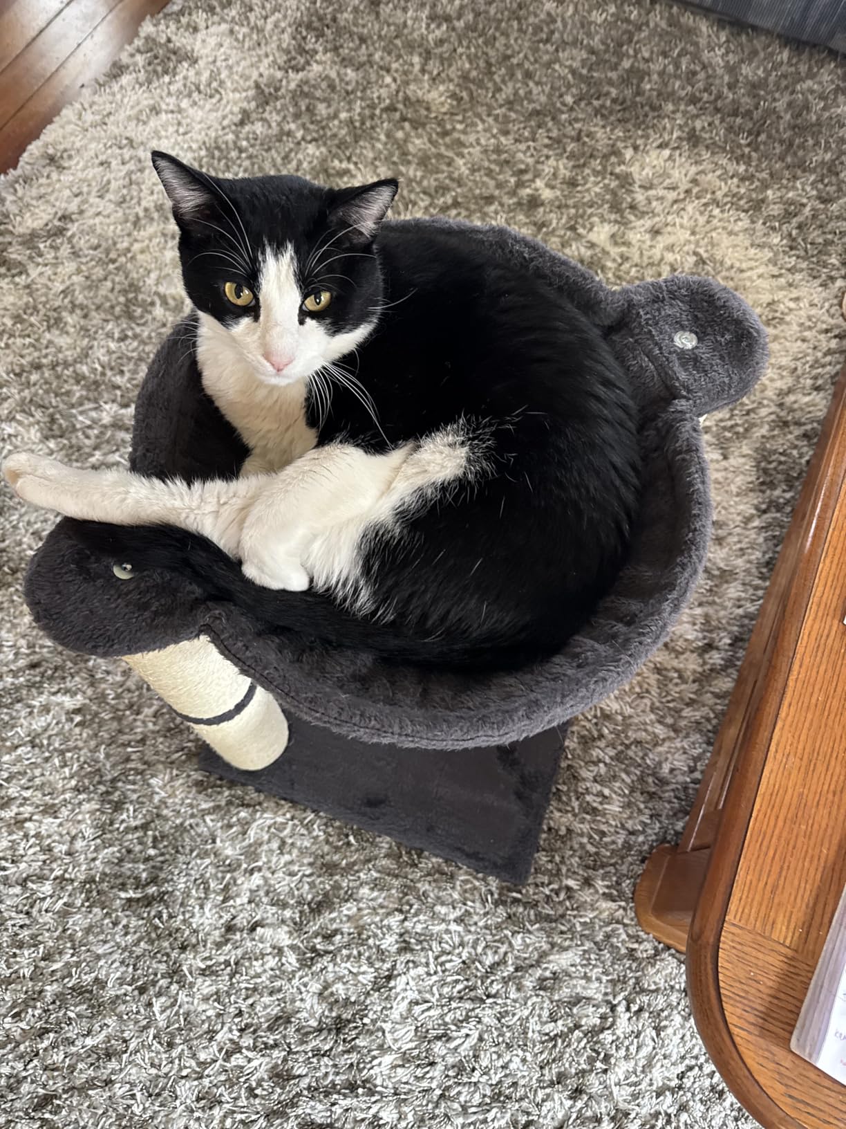 Amazon Basics Cat Tower with Hammock Bed and Scratching Post for Indoor Cats customer photo 1