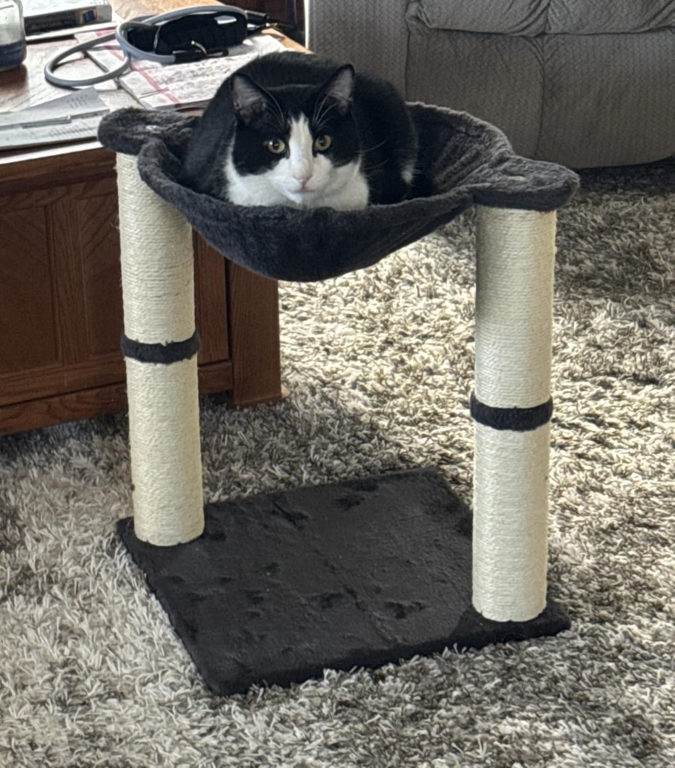 Amazon Basics Cat Tower with Hammock Bed and Scratching Post for Indoor Cats customer photo 2
