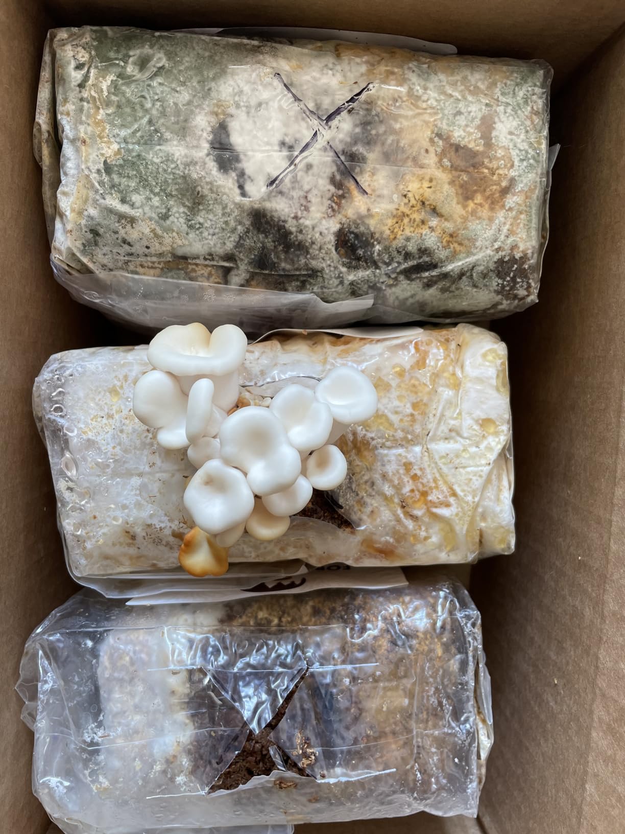 Forest Origins Specialty Trio Oyster Mushroom Grow Kit 3-Pack Variety - Beginner Friendly & Easy to Use, Grows in 10 Days | Handmade in California, USA | Top Gardening Gift, Holiday Gift & Unique Gift customer photo 2