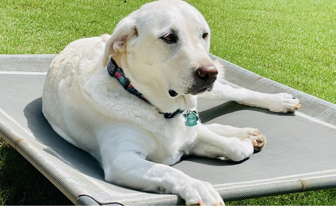 Bedsure Outdoor Elevated Dog Bed Large Sized Dog, Portable Indoor & Outdoor Cooling Raised Cot Pet Hammock Bed with Skid-Resistant Feet, Frame with Breathable Mesh, Grey, 49 inches customer photo 2