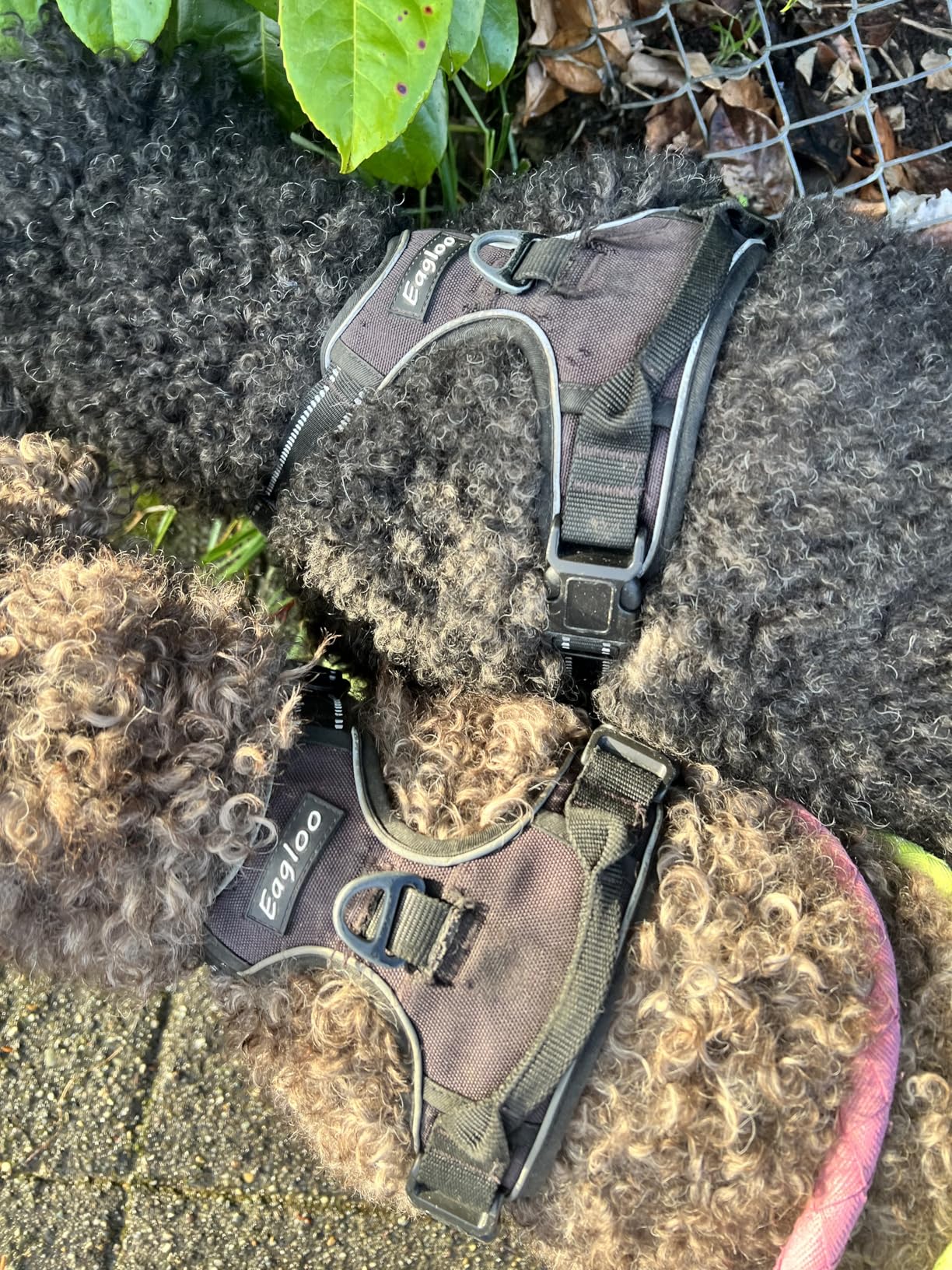 Eagloo Dog Harness for Large Dogs, No Pull Service Vest with Reflective Strips and Control Handle, Adjustable and Comfortable for Walking, No Choke Pet Harness with 2 Metal Rings, Pink, L customer photo 1