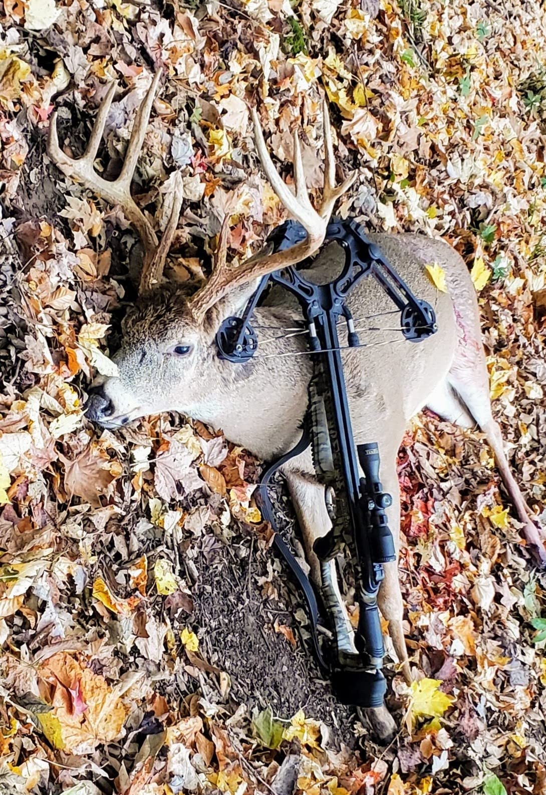 Barnett Whitetail Hunter STR Crossbow Package customer photo 2