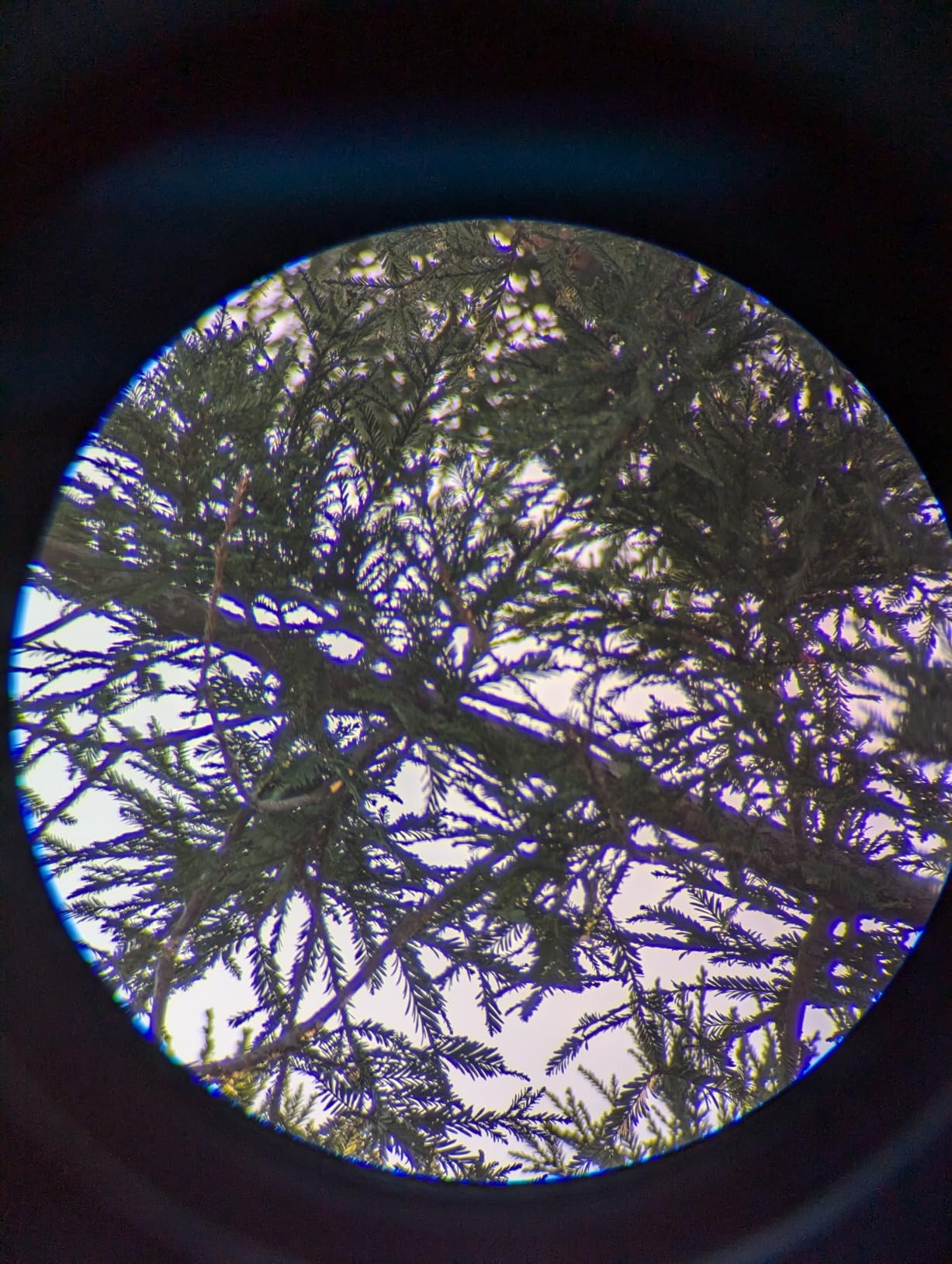 Celestron Ultima 80 Angled Spotting Scope customer photo 2