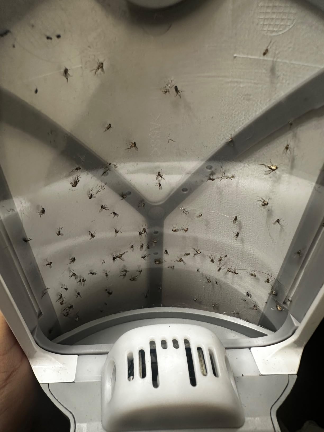 Zevo Flying Insect Trap & Cartridge - Plug in Fly Trap & Indoor Bug Catcher for Gnats, House & Fruit Flies - Mess-Free - Use in Any Room - Uses Blue & UV Light (1 Plug in Device & 1 Cartridge) customer photo 1
