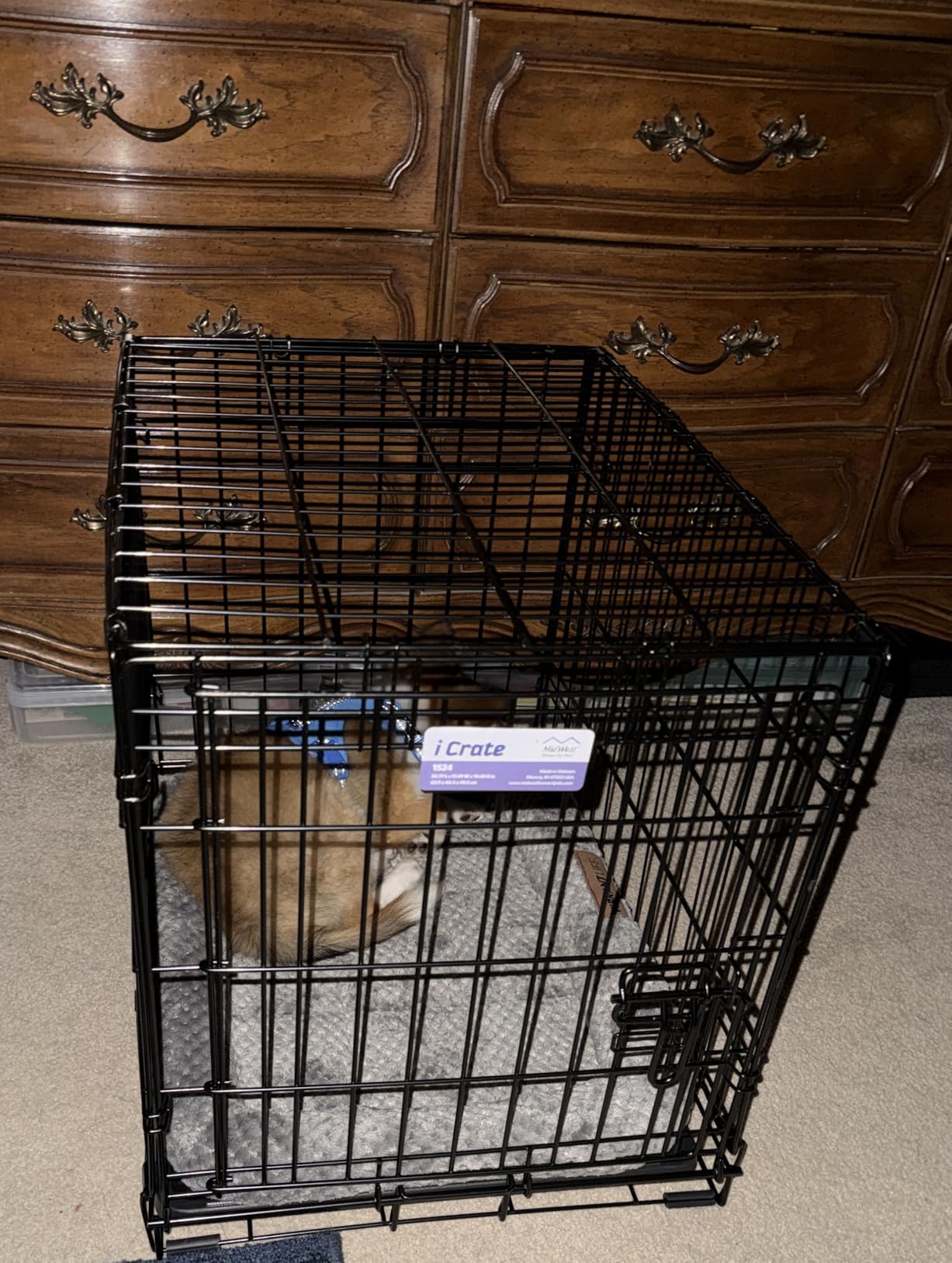 MidWest Homes for Pets Ginormous Single Door 54-Inch Dog Crate for XXL Dogs Breeds; Great Dane, Mastiff, St. Bernard, Drop Pin Assembly Requires Two People; Divider Panel Not Included customer photo 1