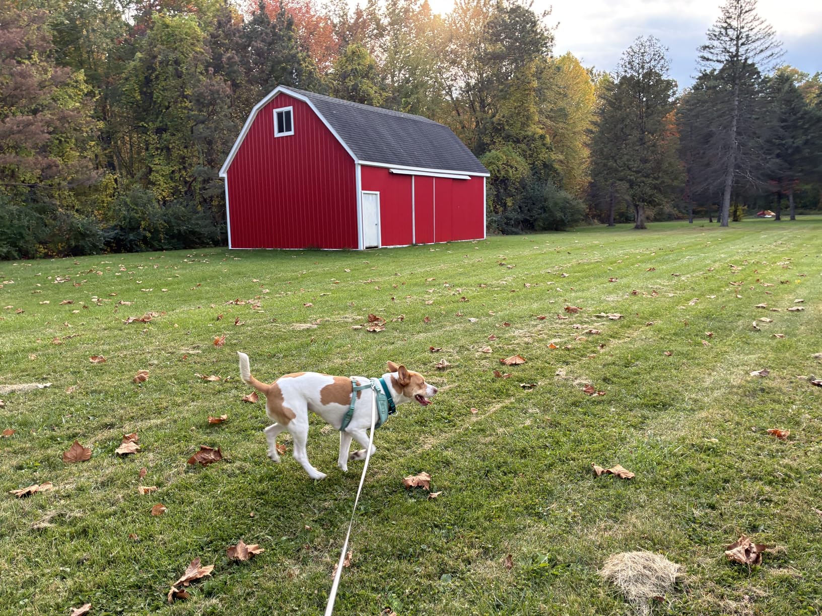 Emperor Pets 26 ft Retractable Dog Leash - Heavy Duty Retractable Pet Leash with Anti-Slip Grip - Reflective Dog Leash Tape for Medium to Large Dogs up to 100 lbs -PK26 customer photo 2