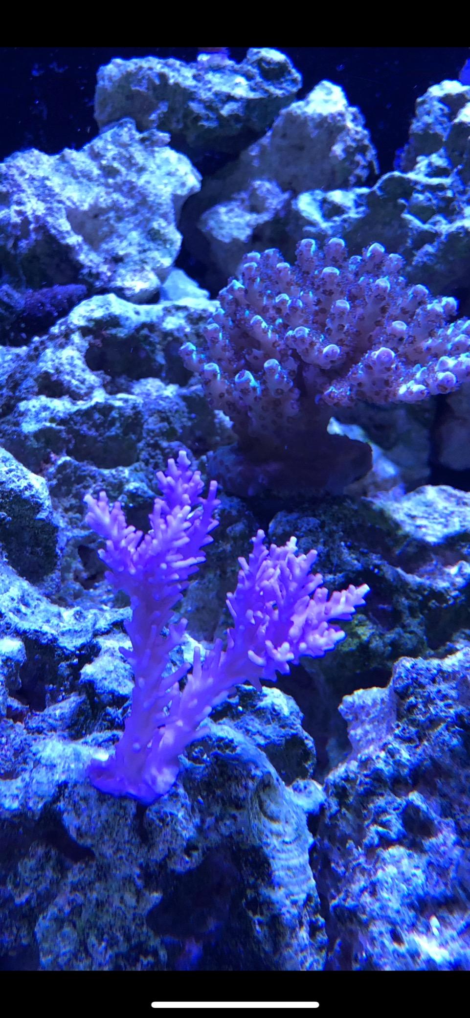 AquaIllumination Hydra 32 LED Aquarium Light - Full Spectrum Lighting for Coral Growth, Wireless Control, High PAR Output, Energy Efficient - for Saltwater Reef Tank Aquariums - Black customer photo 1