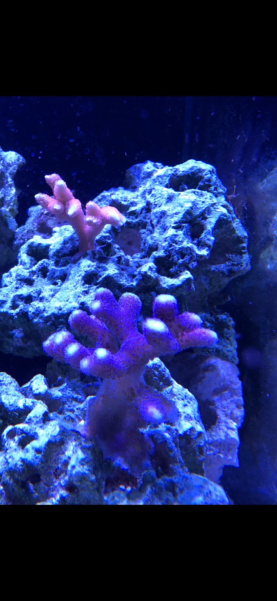 AquaIllumination Hydra 32 LED Aquarium Light - Full Spectrum Lighting for Coral Growth, Wireless Control, High PAR Output, Energy Efficient - for Saltwater Reef Tank Aquariums - Black customer photo 2
