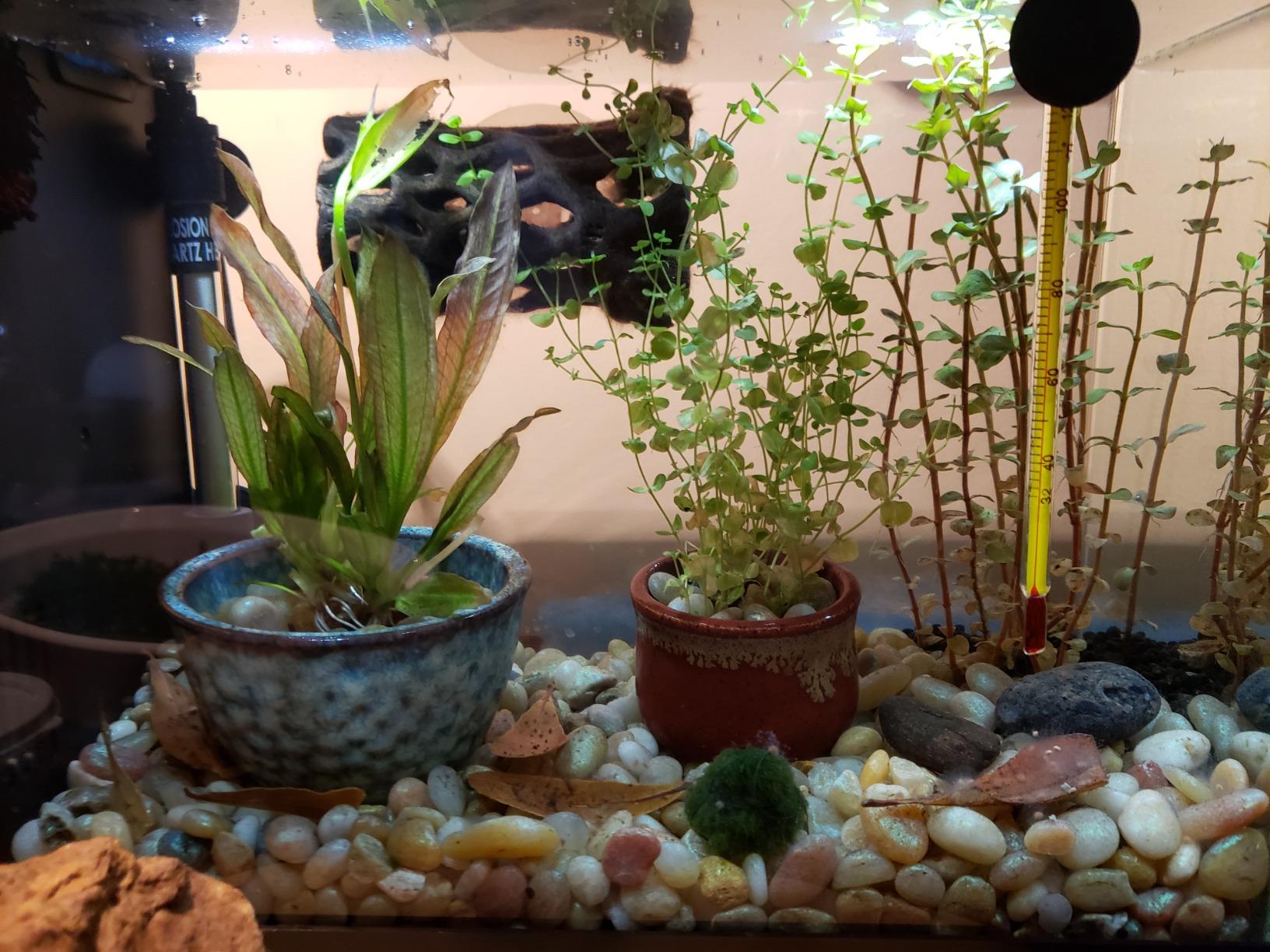 hygger 50W Mini Inline Quartz Glass Aquarium Heater with External Controller customer photo 3