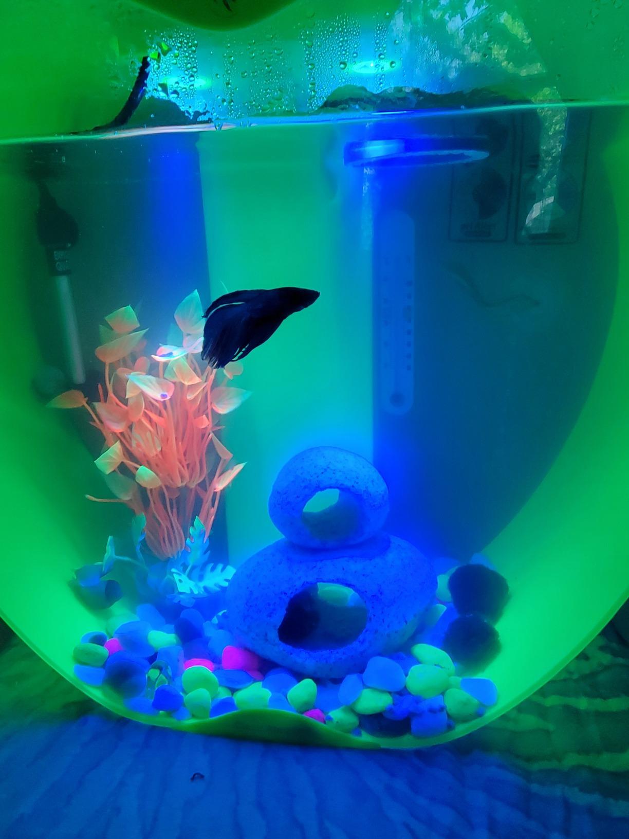 hygger 50W Mini Inline Quartz Glass Aquarium Heater with External Controller customer photo 4