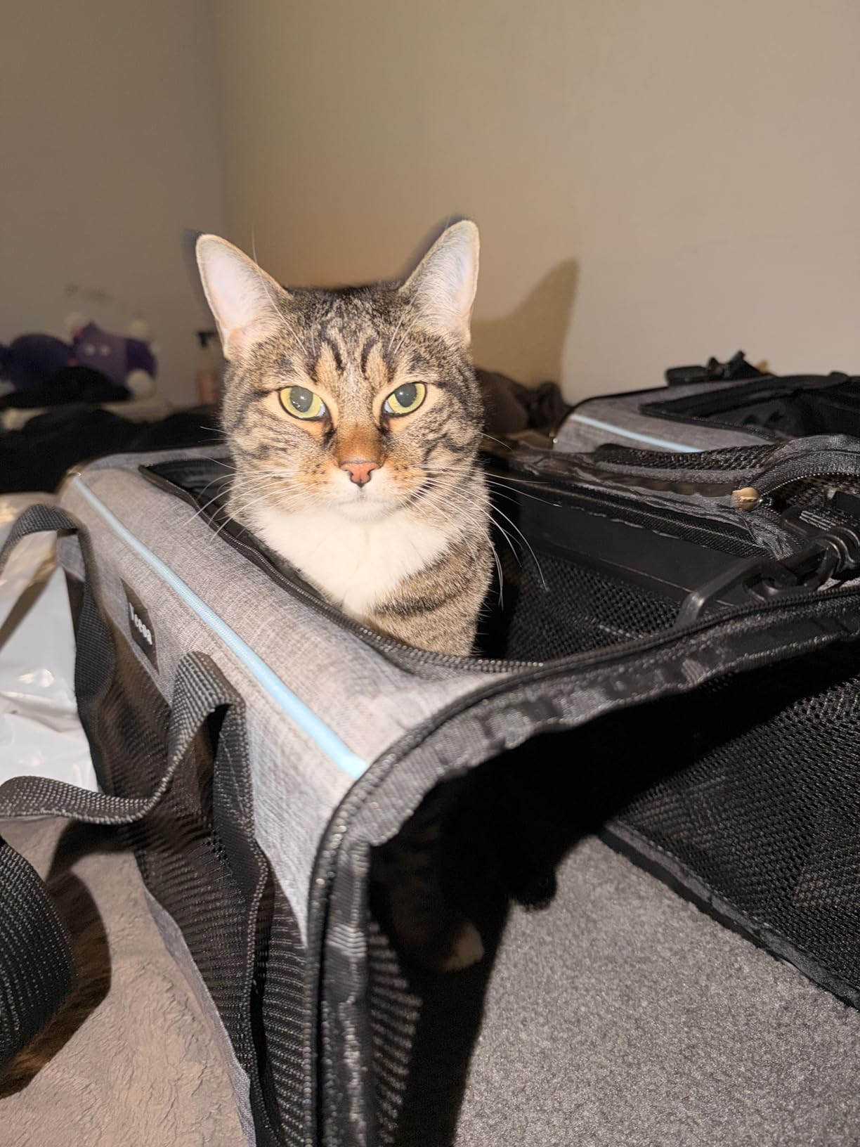 Vceoa 17.5x11x11 Inches Cat, Dog Carrier for Pets Up to 16 Lbs, Soft-Sided Cat Bag Animal Carriers Travel Puppy Carry As a Toy of Fabric Pet Home customer photo 2