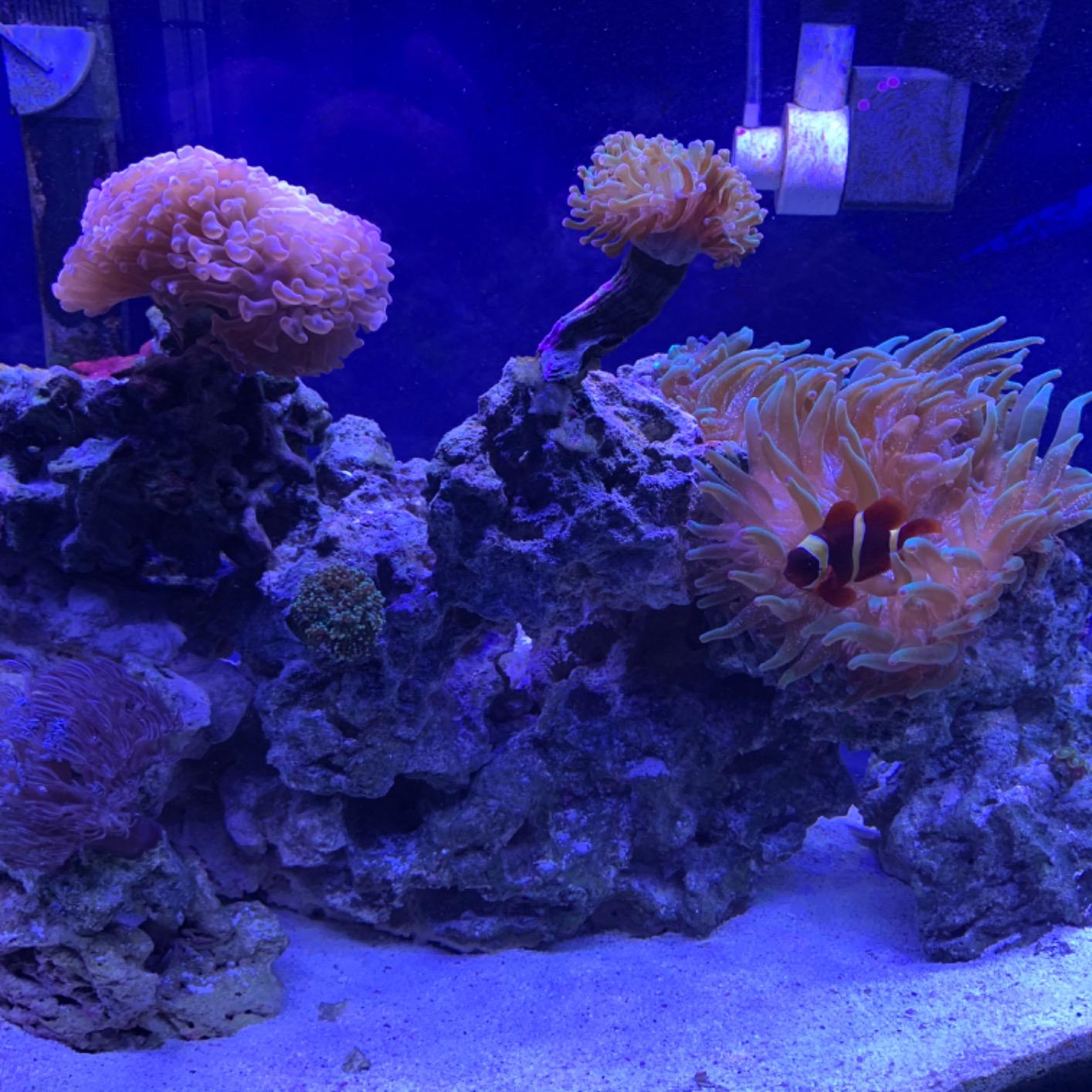 NICREW 20W Saltwater Aquarium Light, Marine LED Reef Light for Corals, Programmable Timer Controller, 18 to 24-Inch customer photo 2