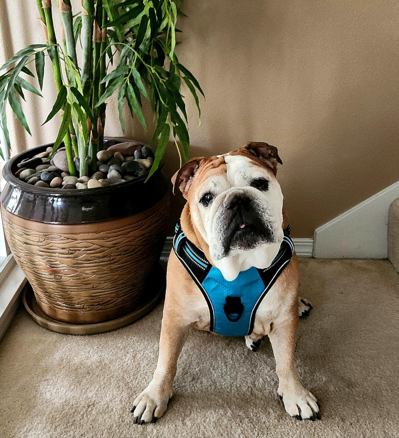 No Pull Dog Harness Adjustable Reflective Oxford Easy Control Medium Large Dog Harness with A Free Heavy Duty 5ft Dog Leash customer photo 2