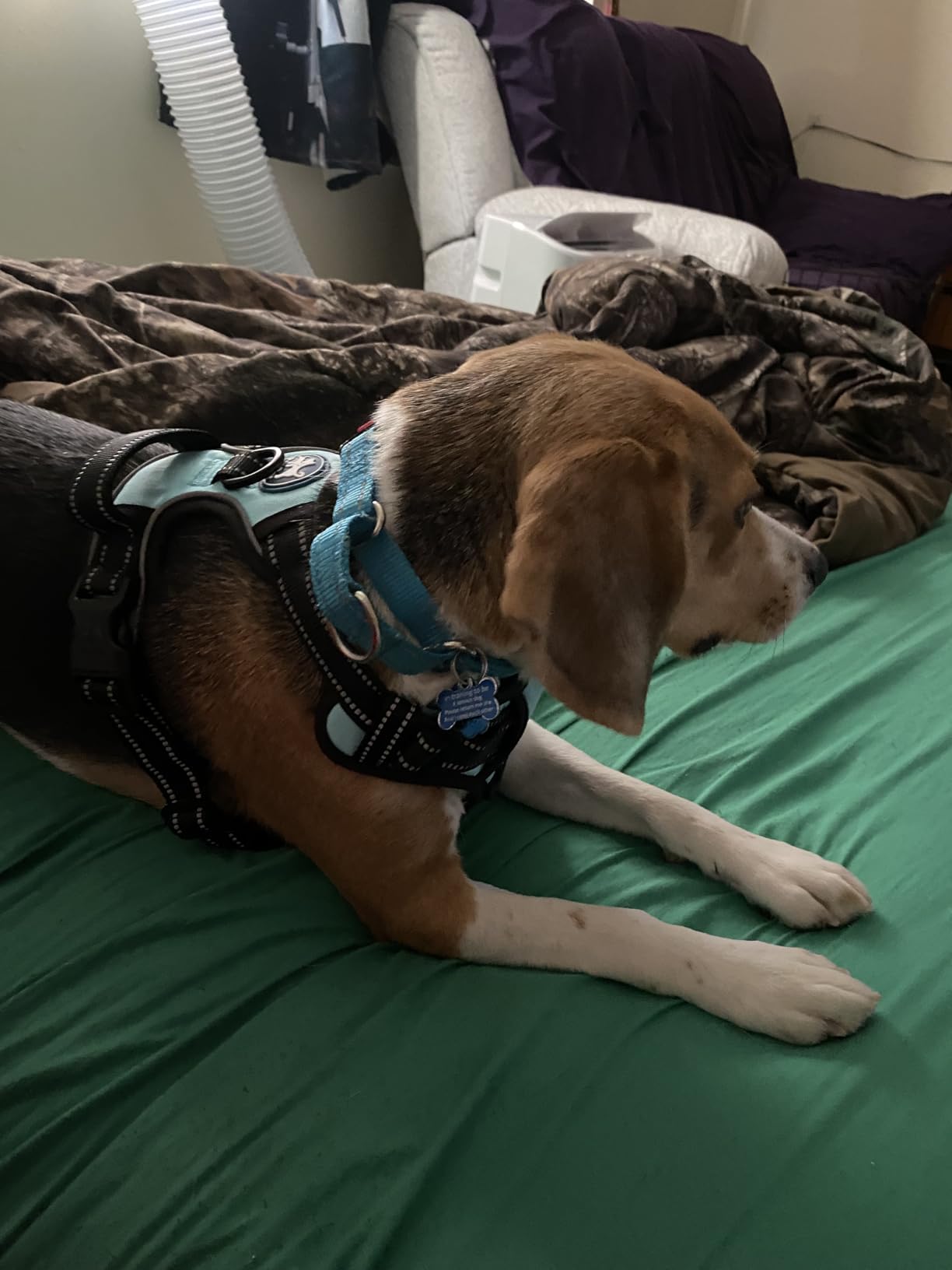 PoyPet No Pull Dog Harness, Reflective Comfortable Vest Harness with Front & Back 2 Leash Attachments and Easy Control Handle Adjustable Soft Padded Pet Vest for Small Medium Large Dogs (Mint Blue,M) customer photo 2