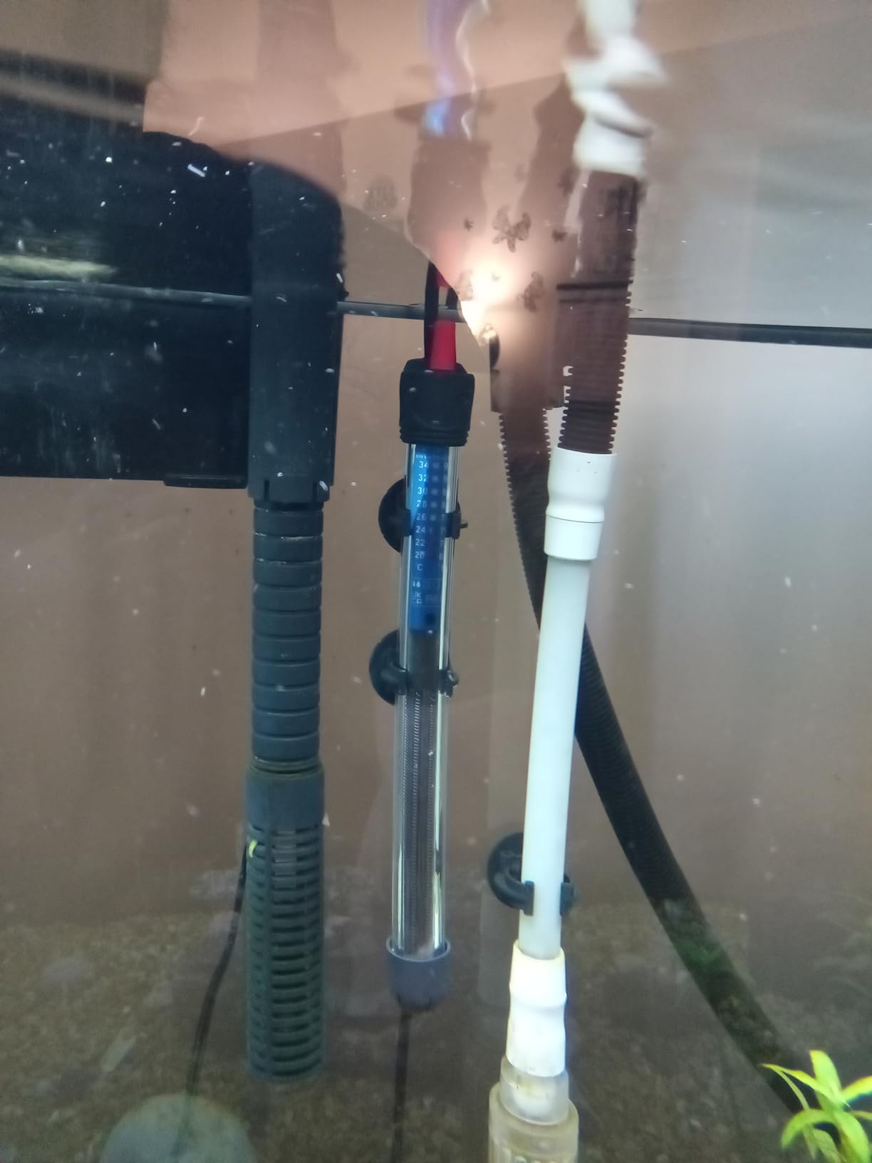 Hitop 25W/50W/100W/300W Adjustable Aquarium Heater, Submersible Glass Water Heater for 5 - 70 Gallon Fish Tank (300W) customer photo 1