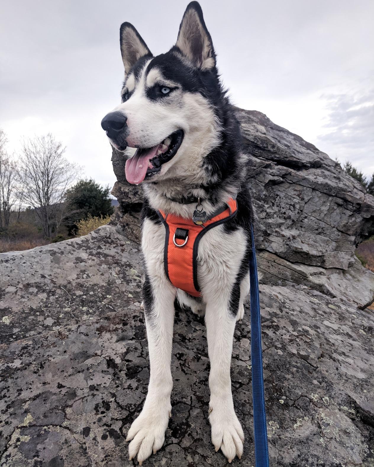 Embark Adventure No Pull Dog Harness, Reflective Trim No Pull Harness for Medium Sized Dog - Military Grade Nylon, Front Clip with Gel Lined Handle. Soft & Padded Puppy customer photo 2